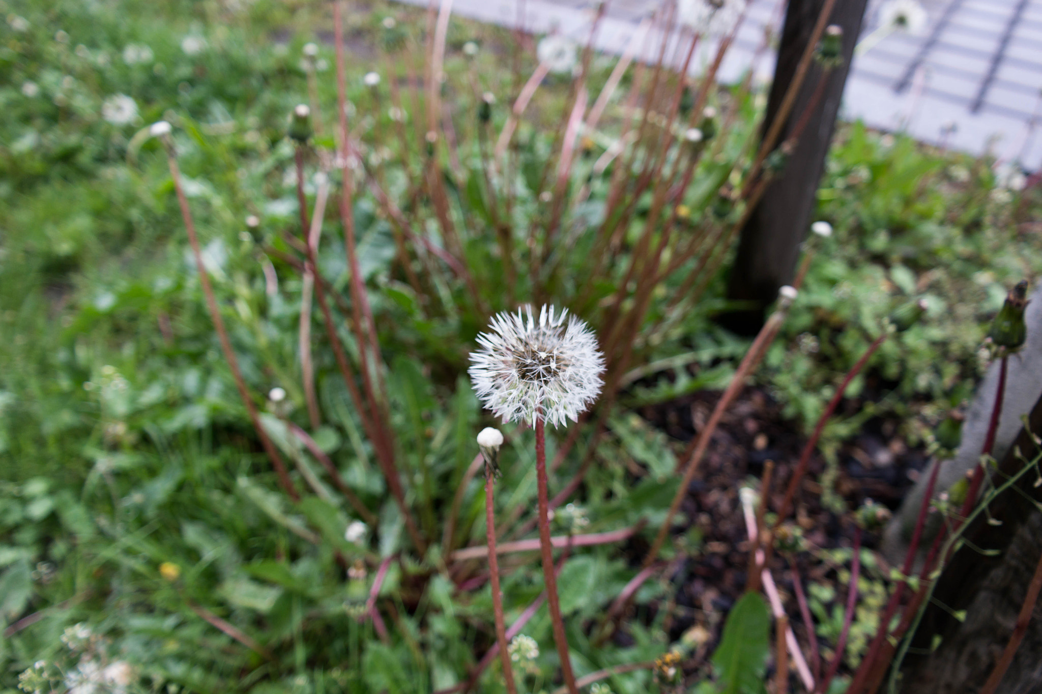 Samsung NX300 sample photo. Lion's tooth flower photography