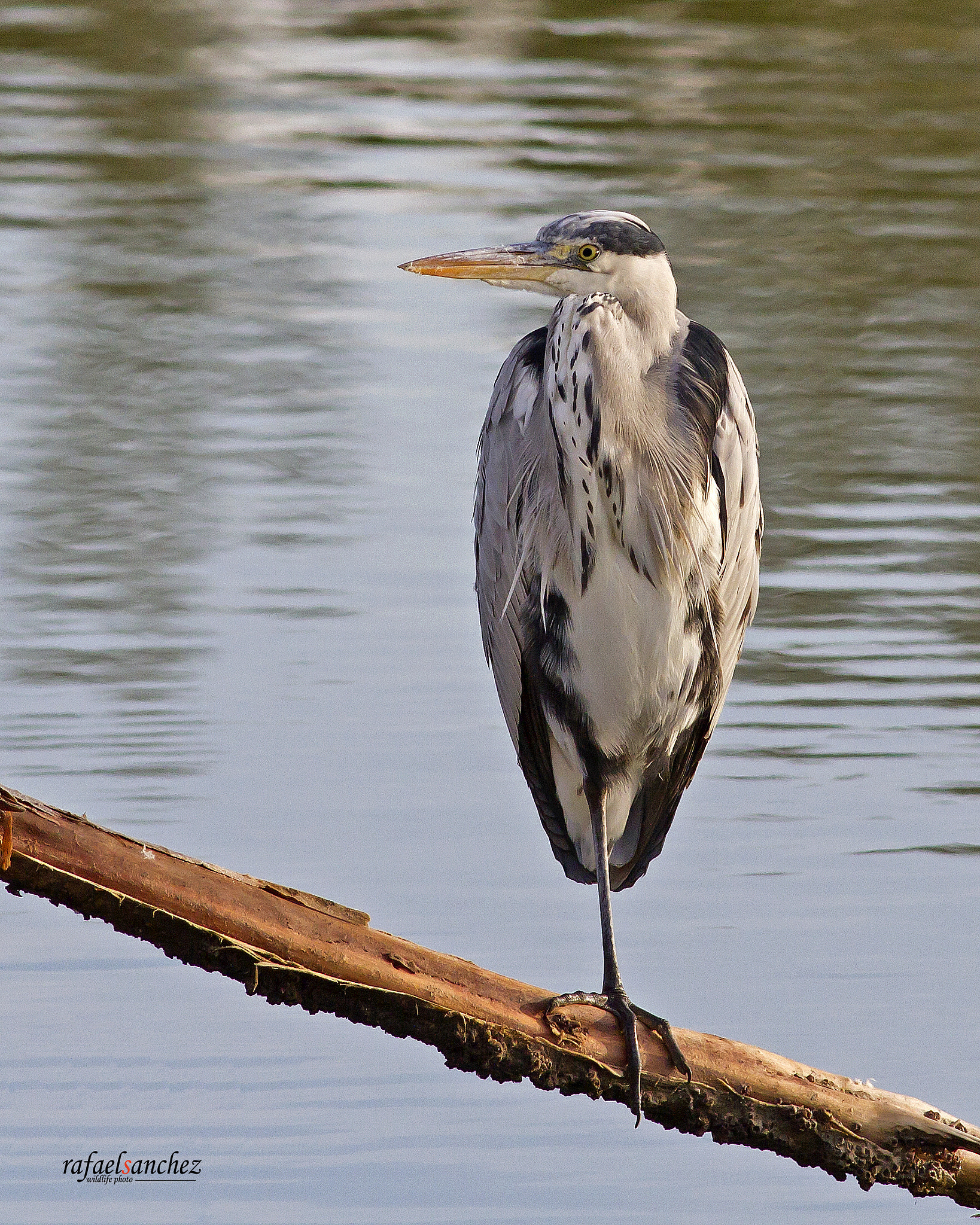 Canon EOS 7D sample photo. Garza real - grey heron photography