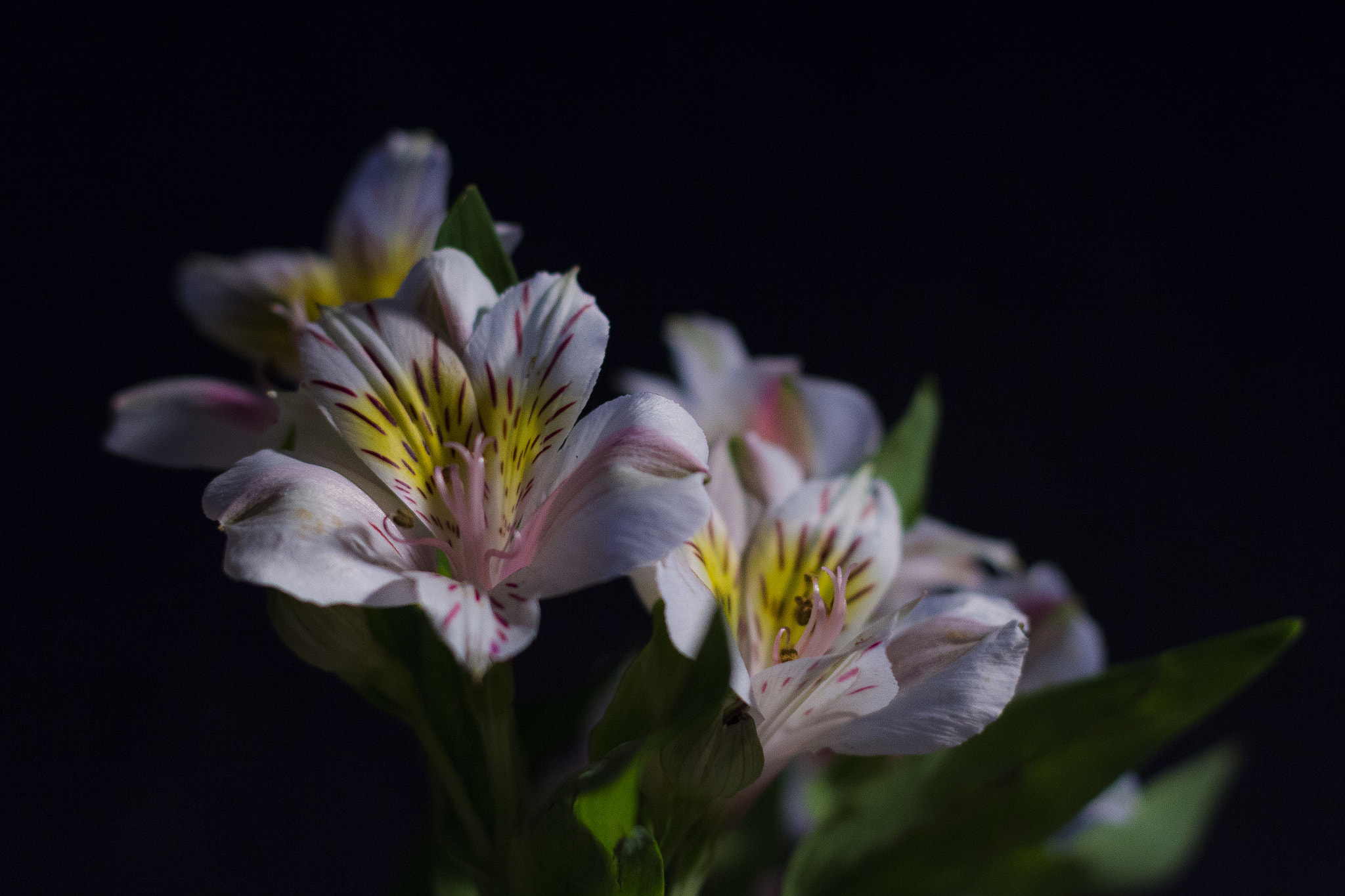 Canon EOS 70D + Canon EF 50mm F1.4 USM sample photo