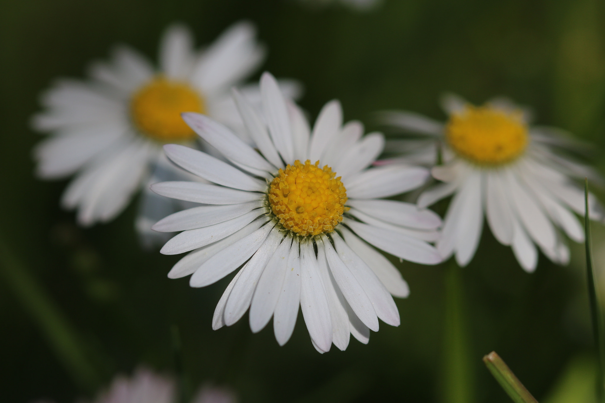 Canon EF 100mm F2.8 Macro USM sample photo. Img photography