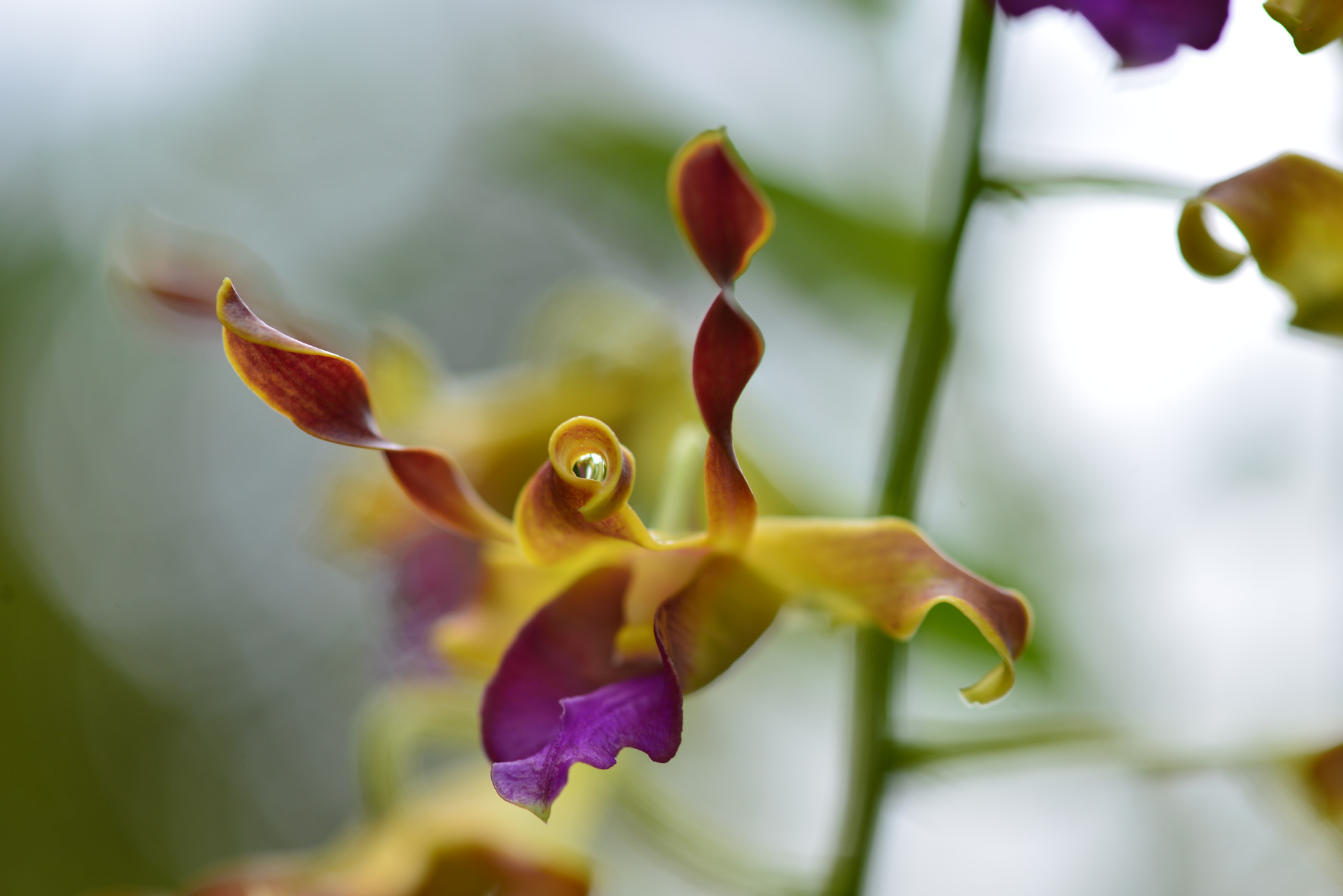 Nikon D800 sample photo. Orchid of <singapore photography