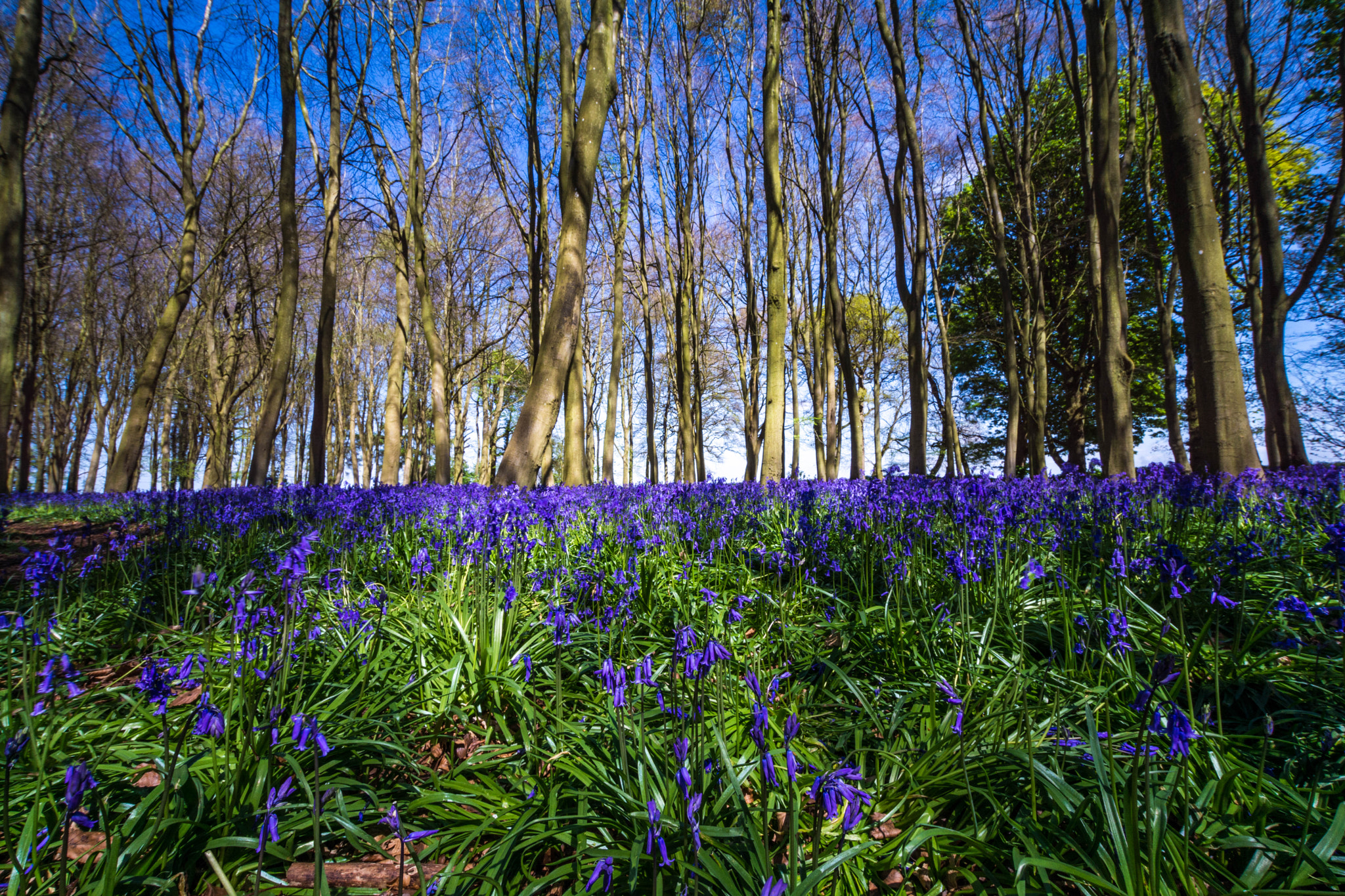 Sigma 10-20mm F3.5 EX DC HSM sample photo. Badbury clump 2017 photography