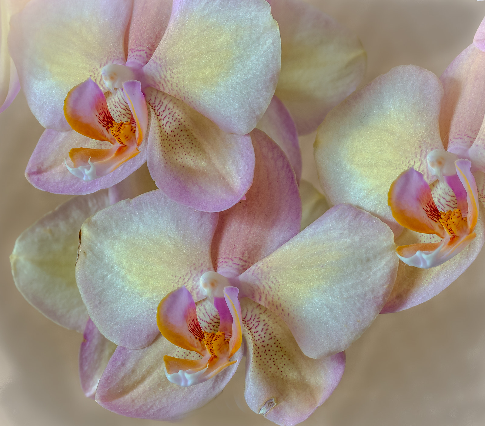 Sony SLT-A58 + 105mm F2.8 sample photo. Orchidee photography