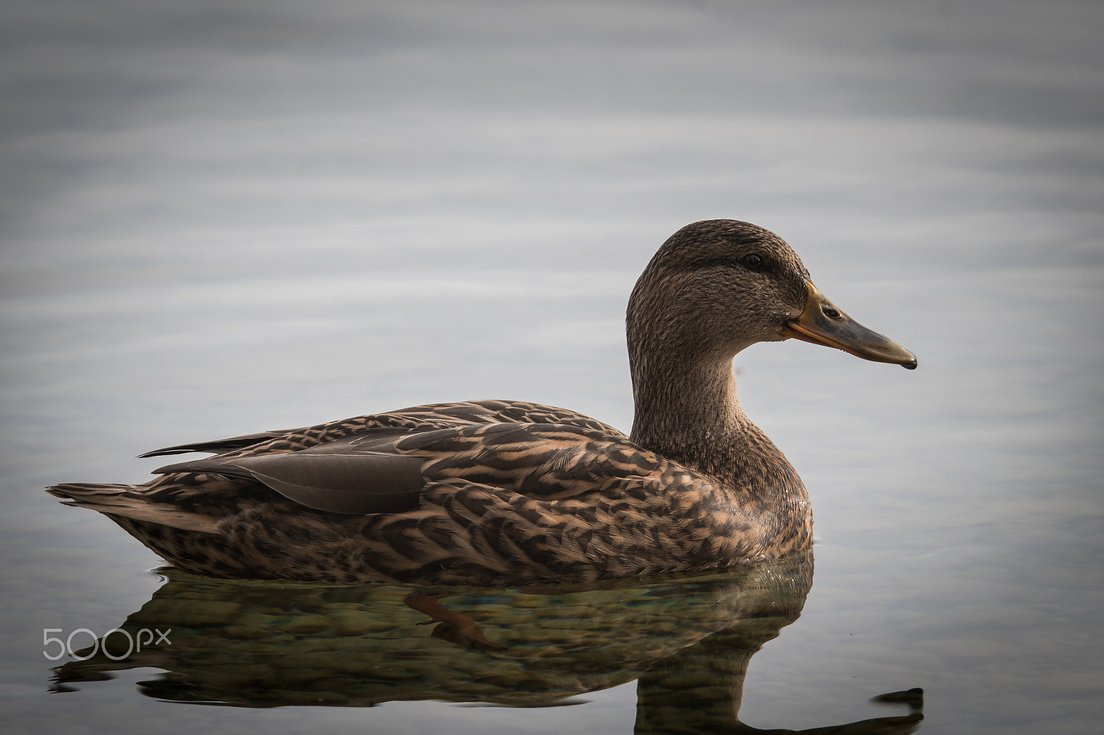 Sigma 150-600mm F5-6.3 DG OS HSM | S sample photo. Duck photography