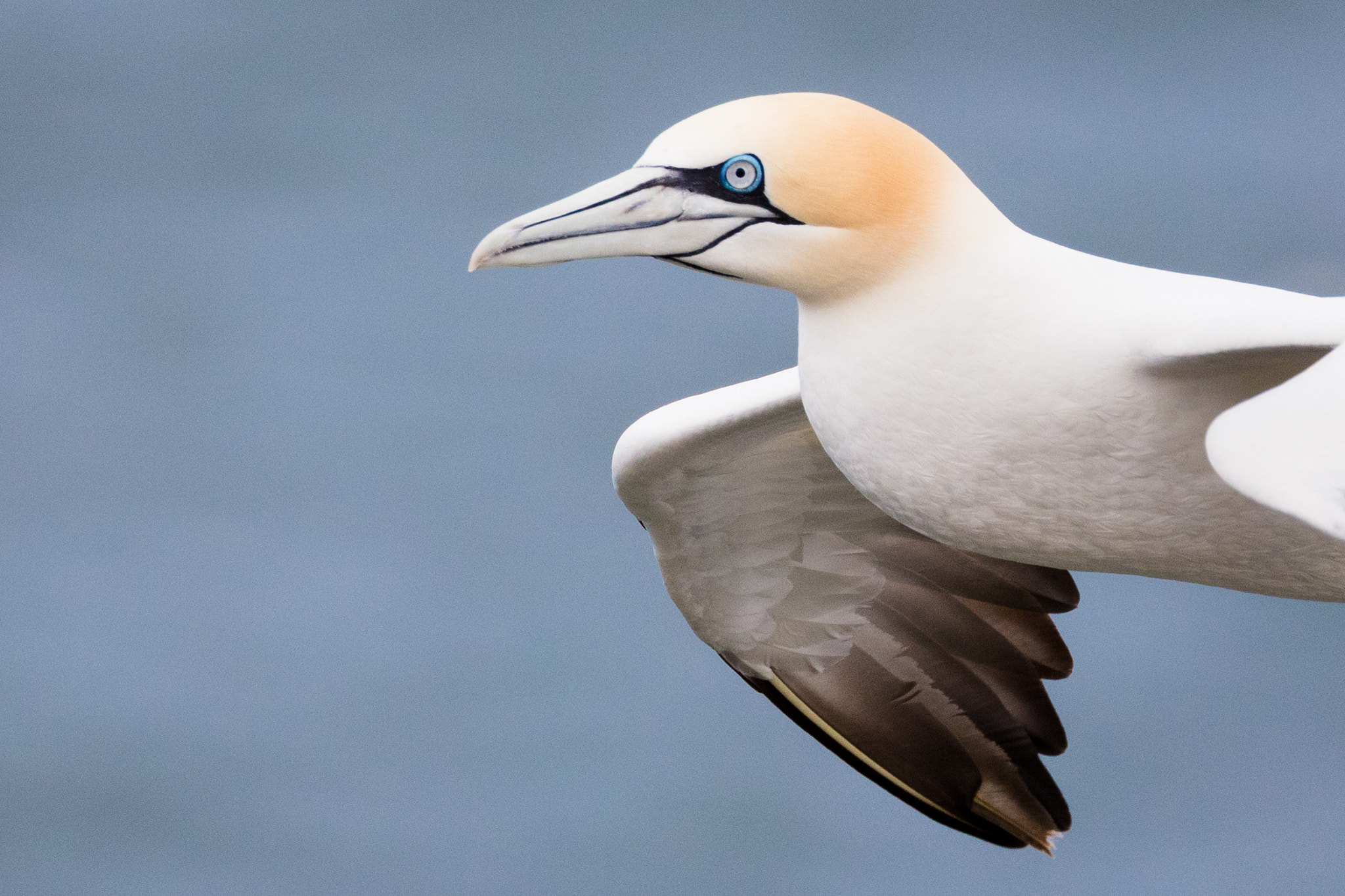 Canon EOS 5DS R + Canon EF 100-400mm F4.5-5.6L IS II USM sample photo. Gannet photography