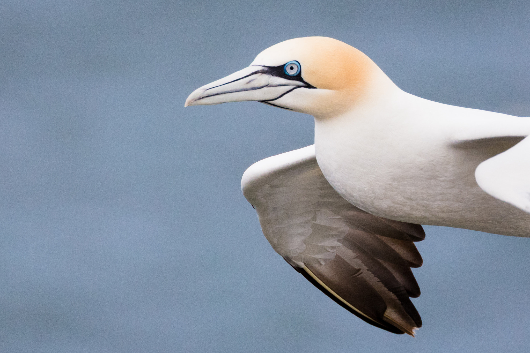Canon EOS 5DS R sample photo. Gannet photography