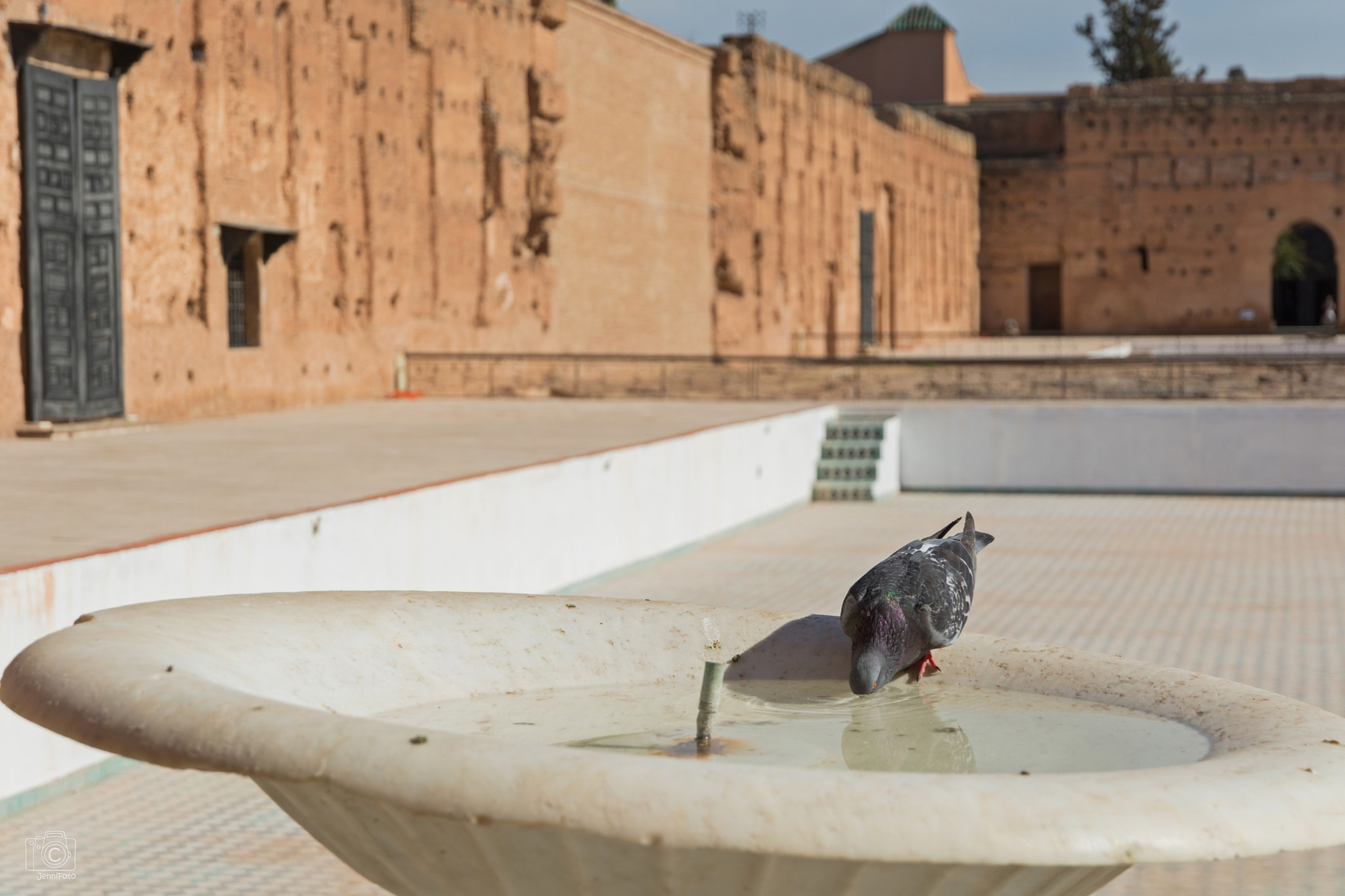 Nikon D7100 sample photo. Thirsty dove photography