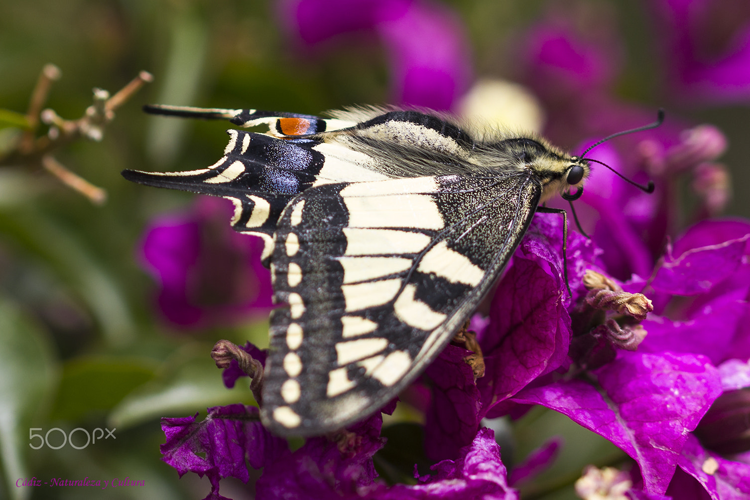 Sigma 105mm F2.8 EX DG OS HSM sample photo. Volvoreta photography