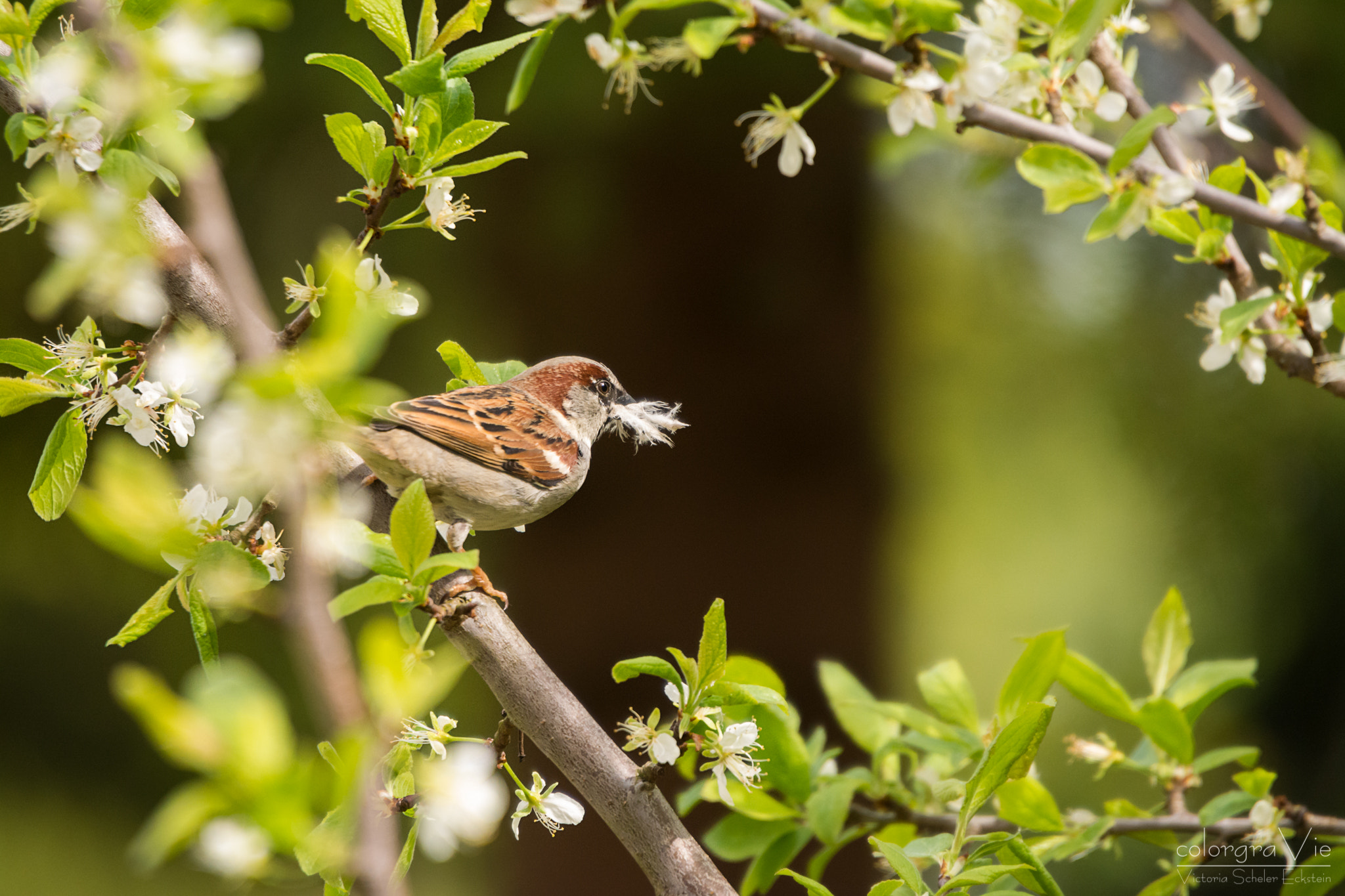 Nikon D5200 + Sigma 70-200mm F2.8 EX DG OS HSM sample photo. Bed for the babies photography