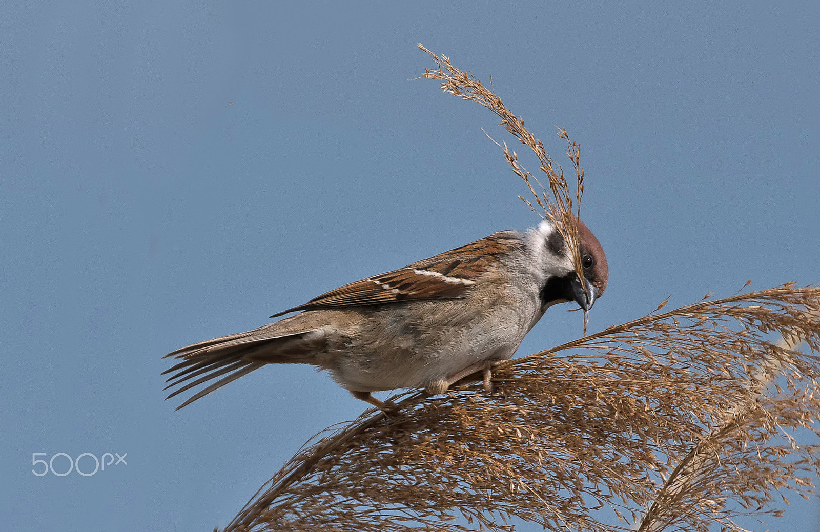 Sigma 150-600mm F5-6.3 DG OS HSM | C sample photo. Spatz photography