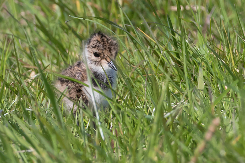 Canon EF 500mm F4L IS USM sample photo. Little cute thing! photography