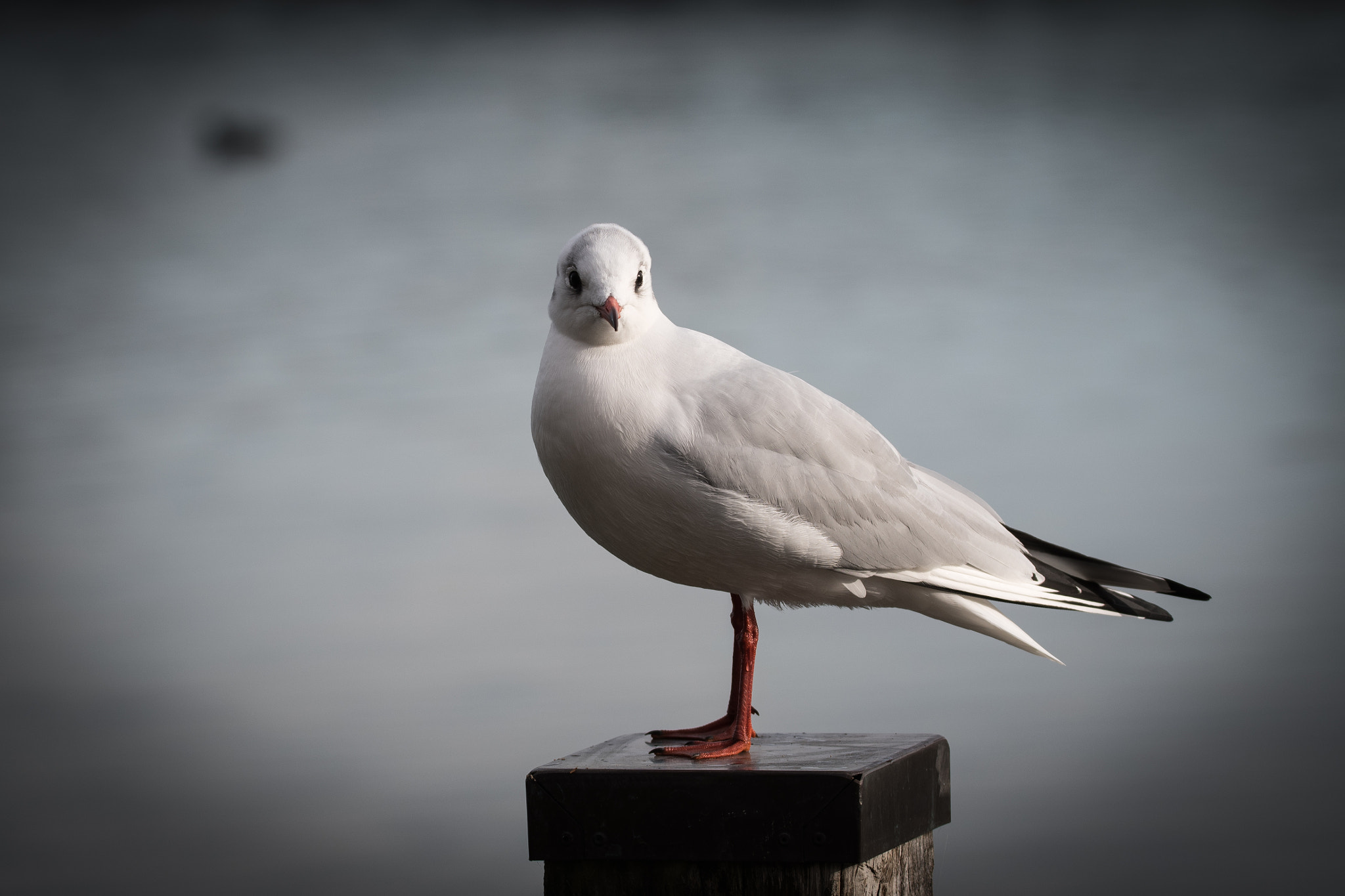 Nikon D500 sample photo. Seagull photography