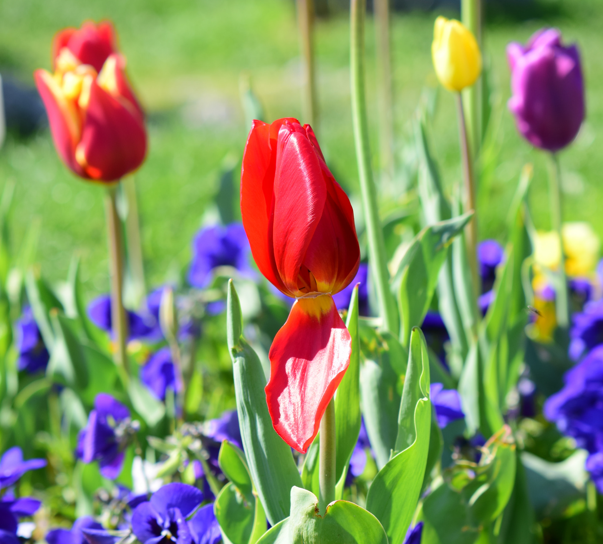 Nikon AF-S DX Micro-Nikkor 85mm F3.5G ED VR sample photo. Tulips photography