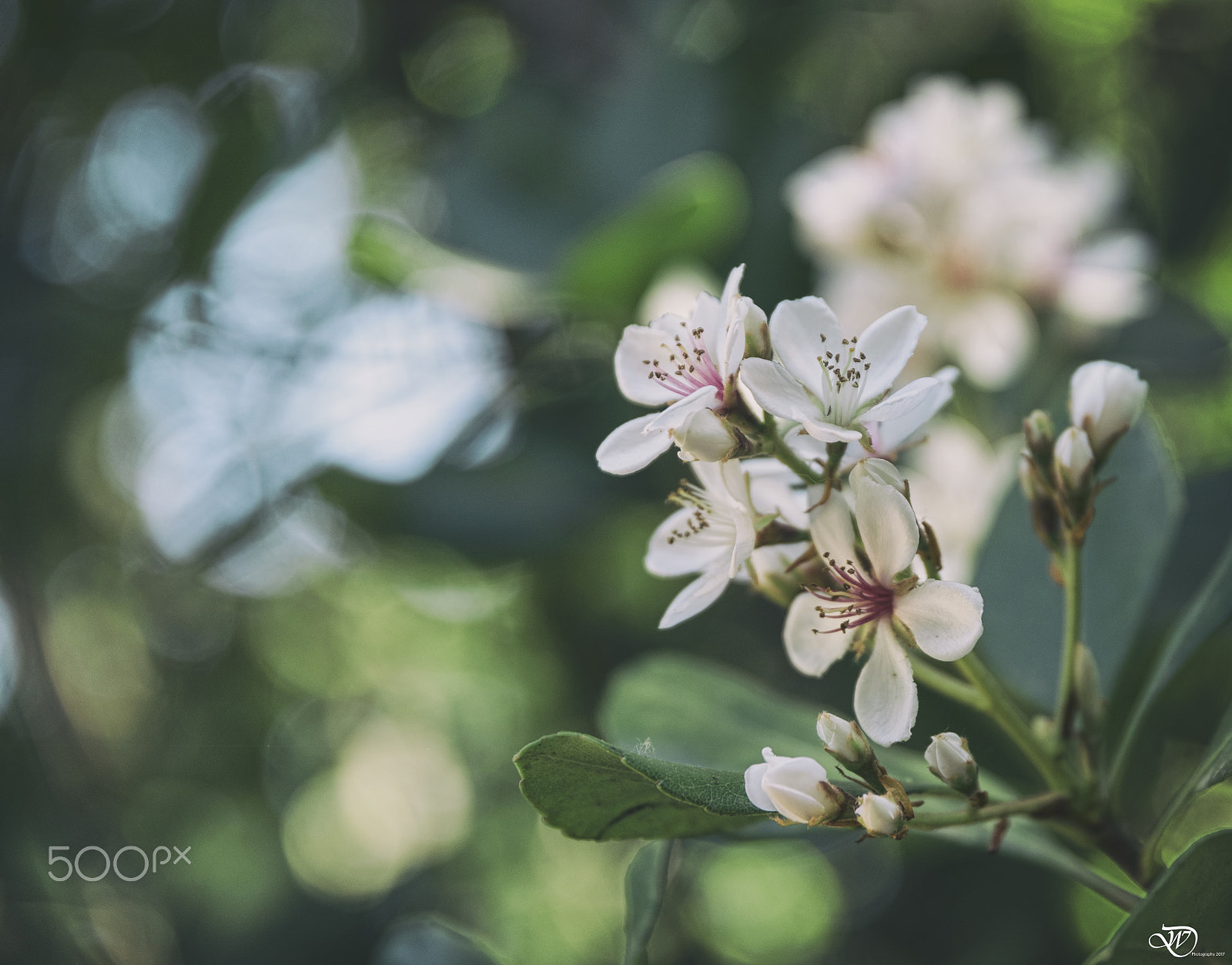 Nikon D750 sample photo. Spring photography