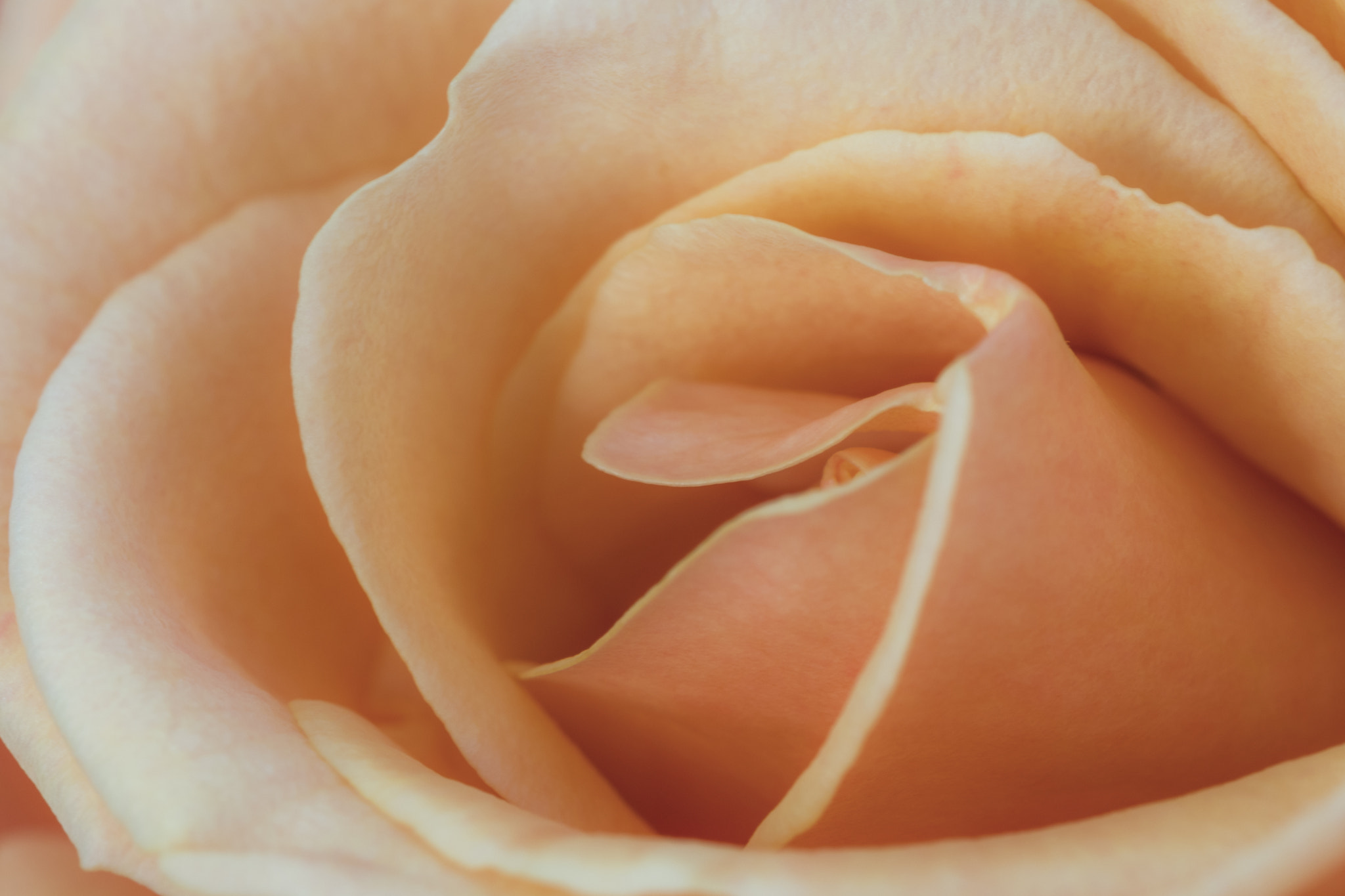 Nikon D500 sample photo. St jordi photography