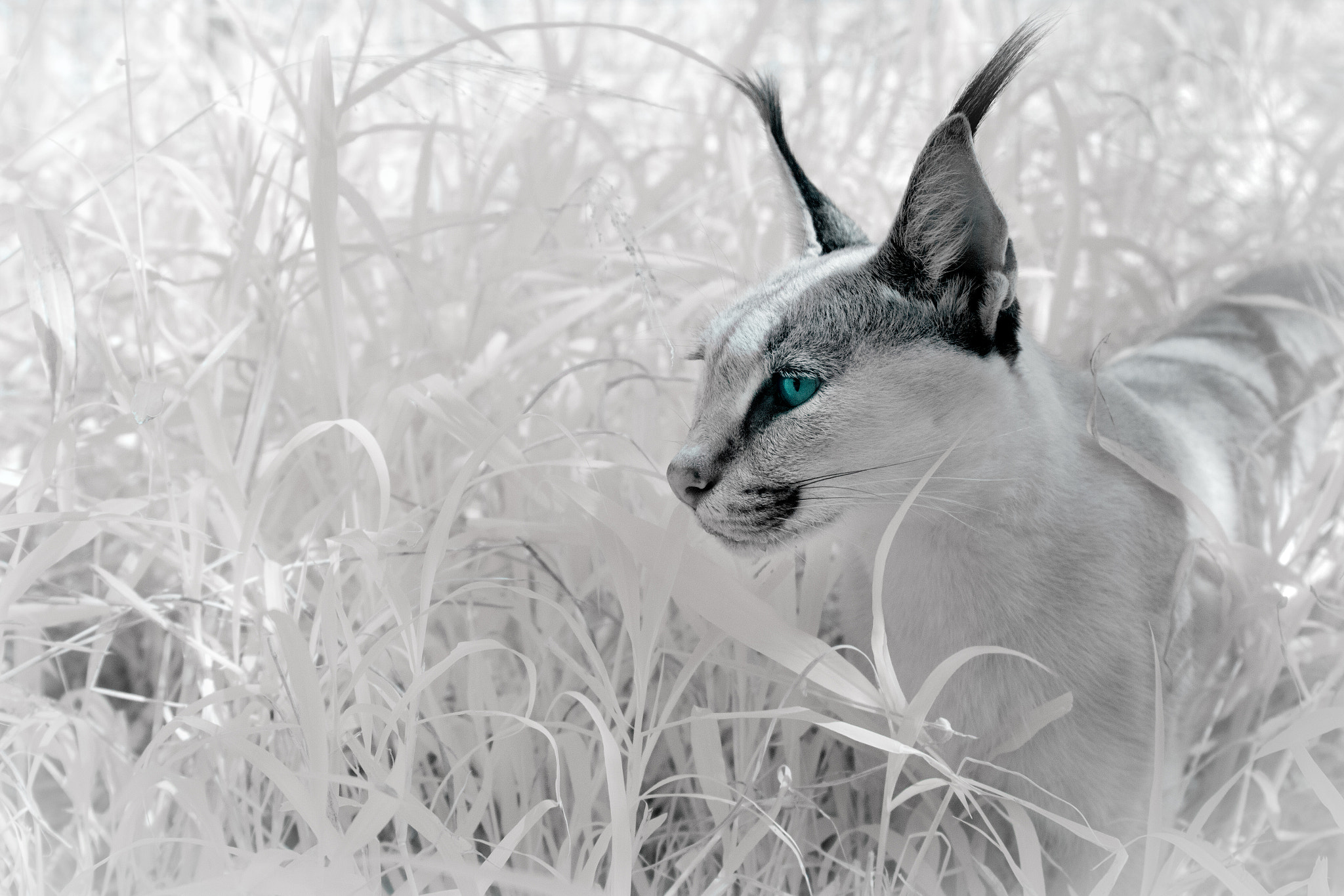 Canon EOS 7D + Canon EF 24-70mm F4L IS USM sample photo. Caracal in infrared photography