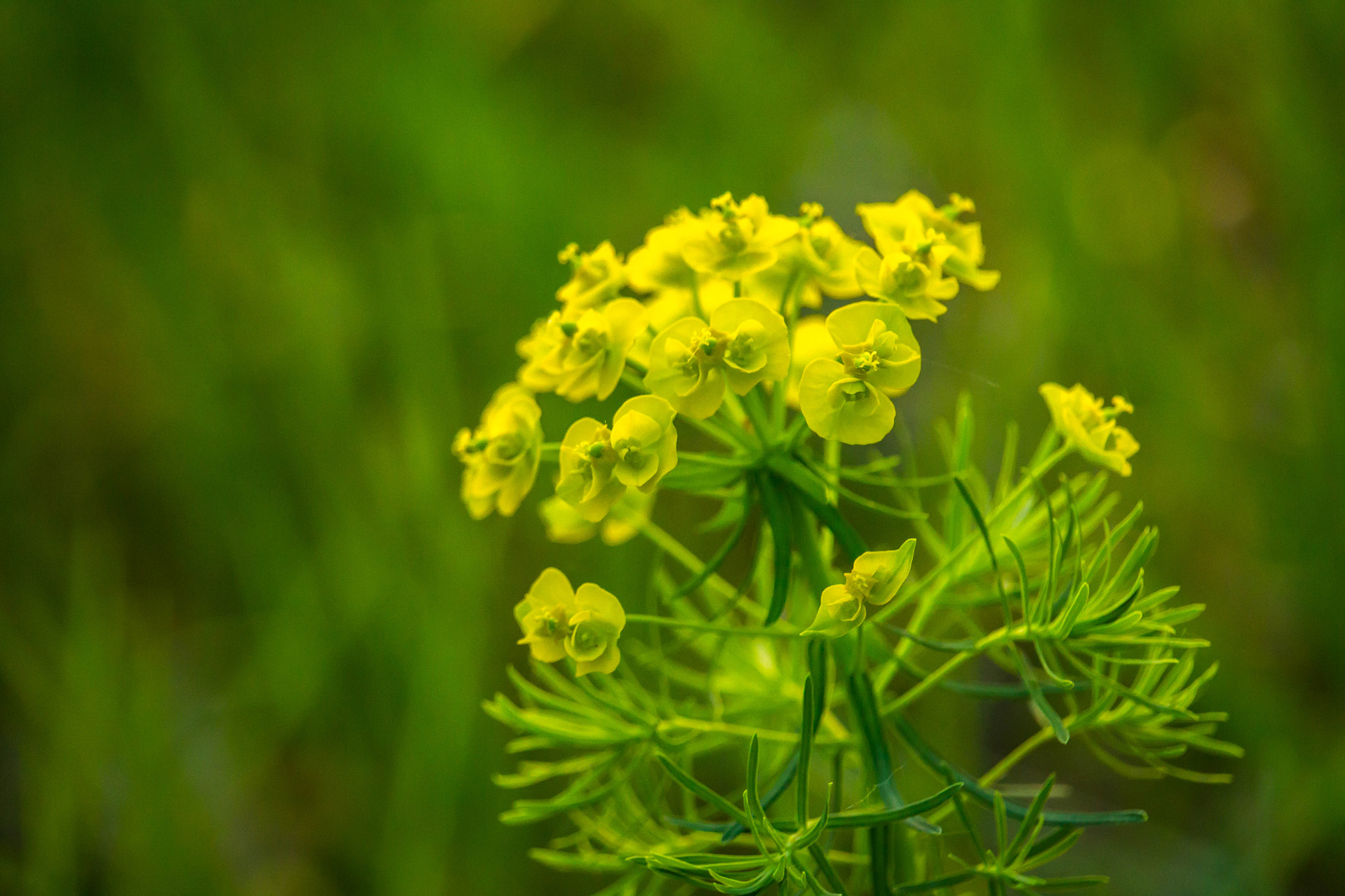 Canon EF-S 55-250mm F4-5.6 IS STM sample photo. Flowery beauty photography