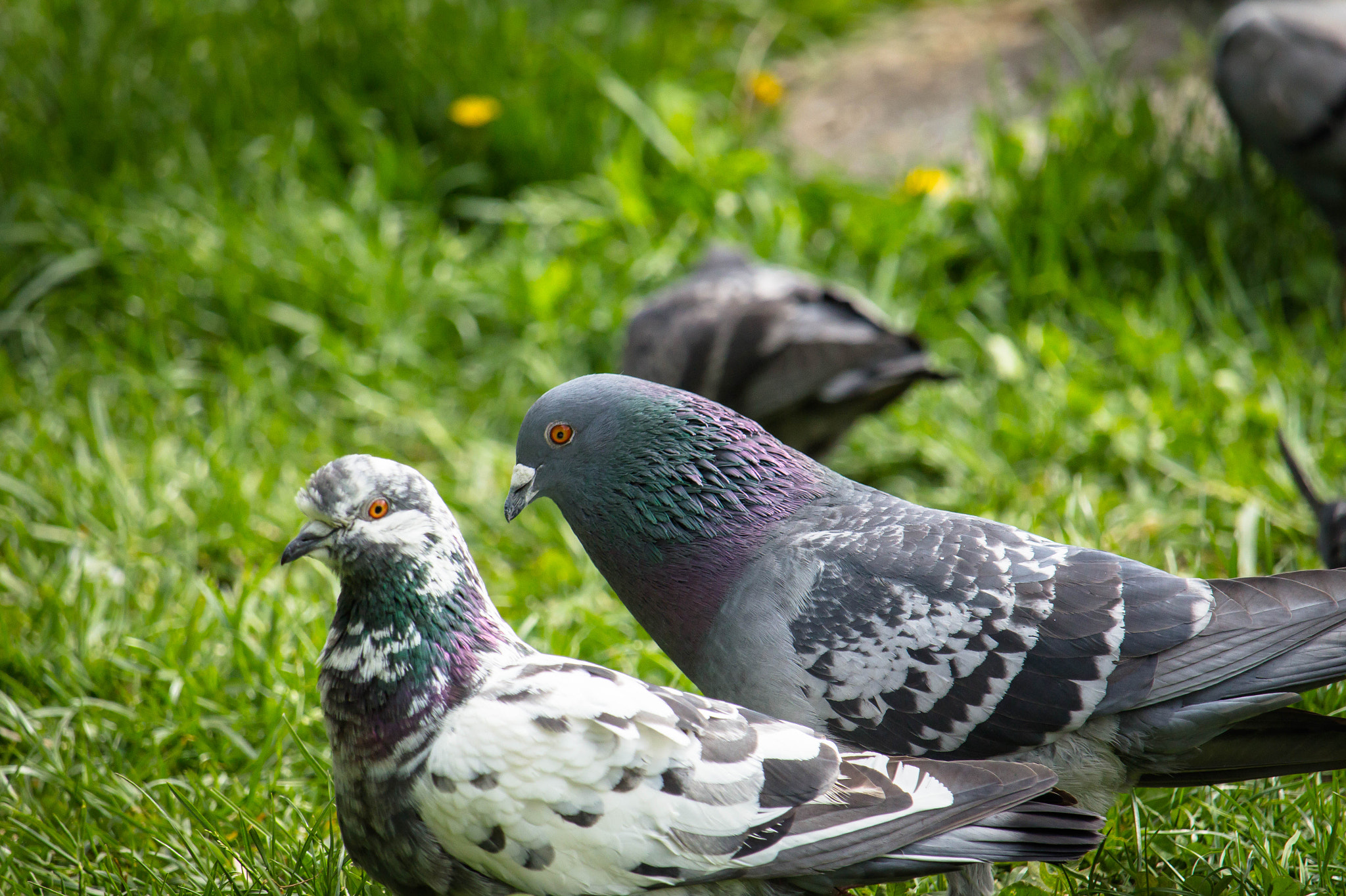 Canon EF-S 55-250mm F4-5.6 IS STM sample photo. Couple of pigeons photography