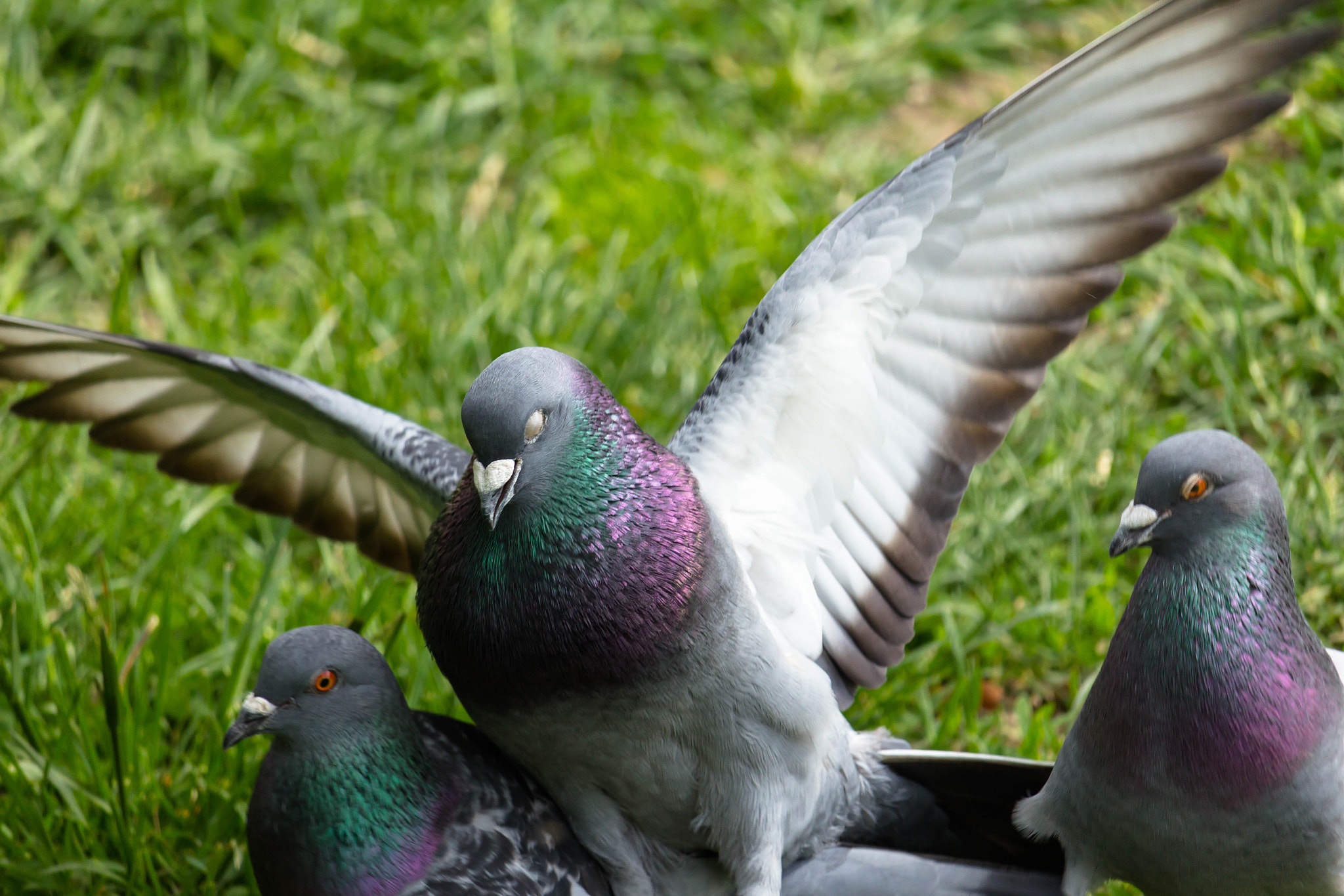Canon EF-S 55-250mm F4-5.6 IS STM sample photo. Flying pigeon photography