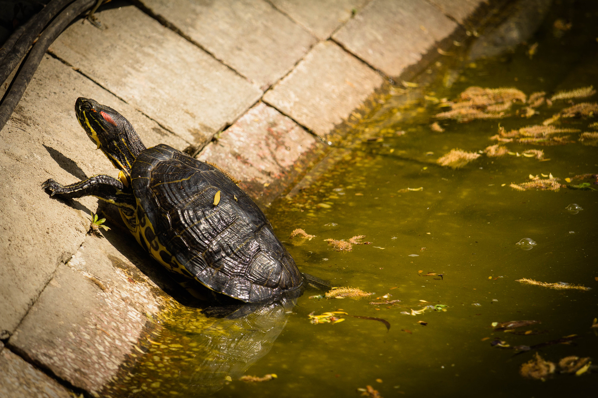 Canon EOS 60D + Canon EF-S 55-250mm F4-5.6 IS STM sample photo. Turtle laying in the sun photography
