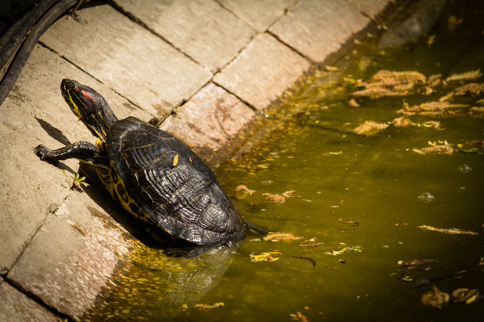 Canon EF-S 55-250mm F4-5.6 IS STM sample photo. Turtle laying in the sun photography