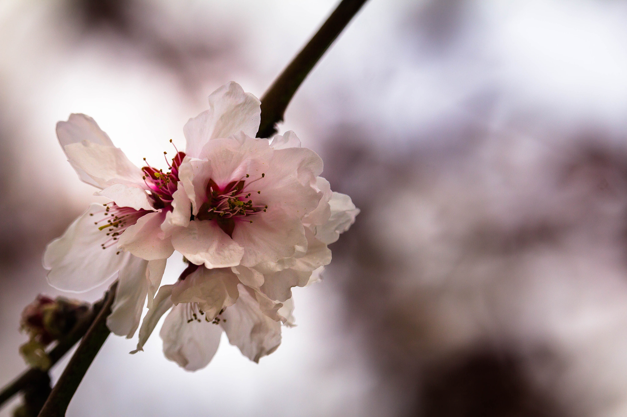 Canon EOS 60D + Canon EF-S 55-250mm F4-5.6 IS STM sample photo. Cherry flower photography