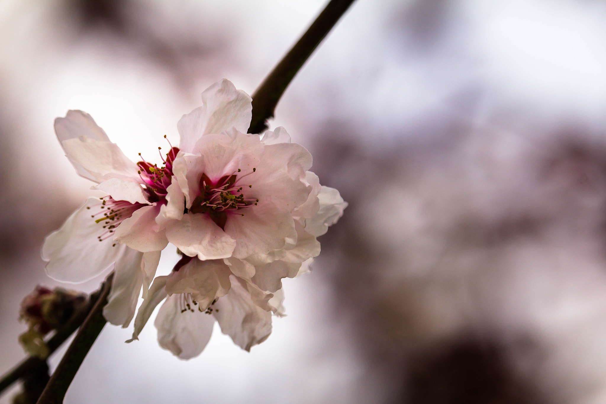 Canon EF-S 55-250mm F4-5.6 IS STM sample photo. Cherry flower photography