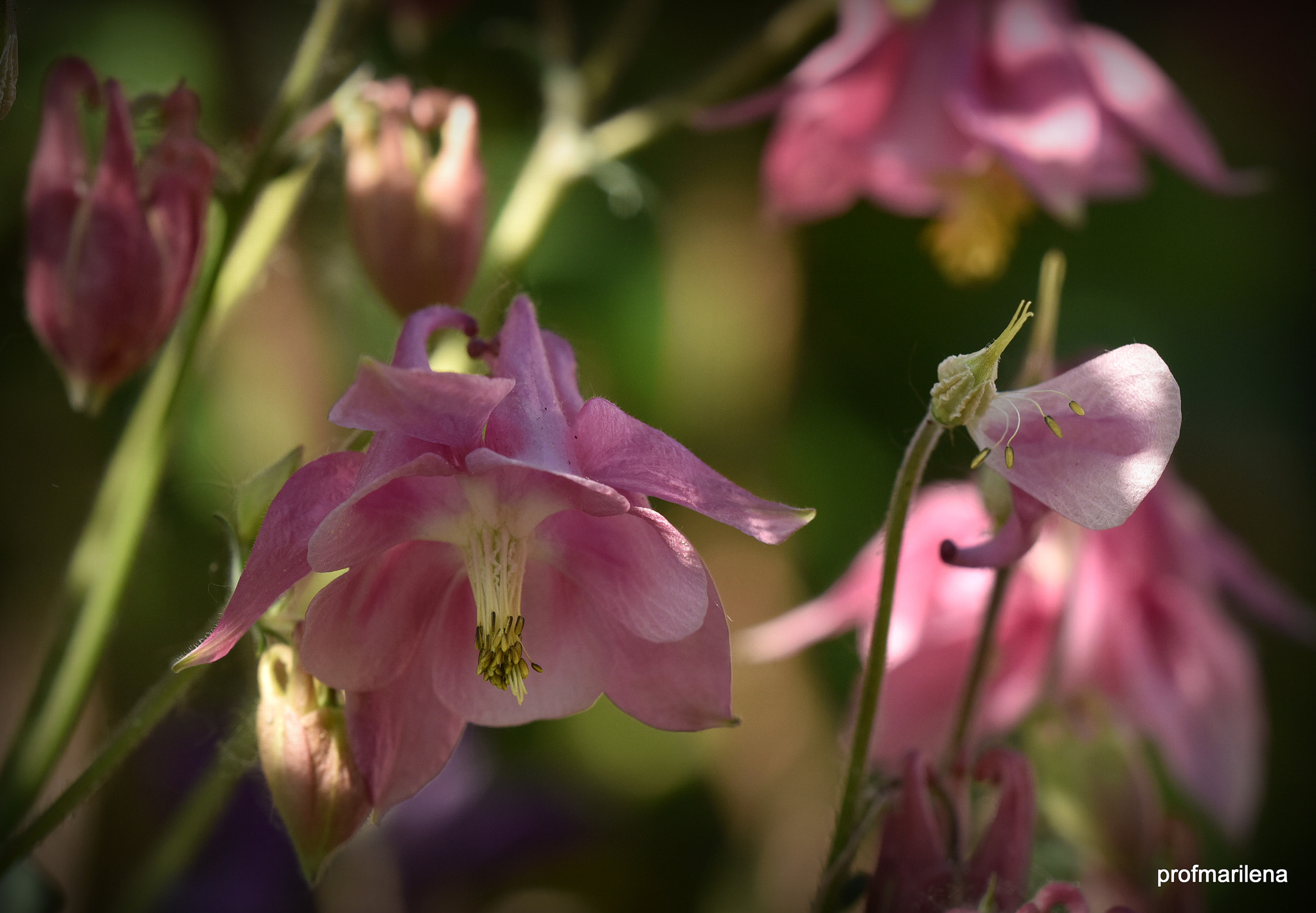 Sigma 150mm F2.8 EX DG OS Macro HSM sample photo. My secret aquilegias photography