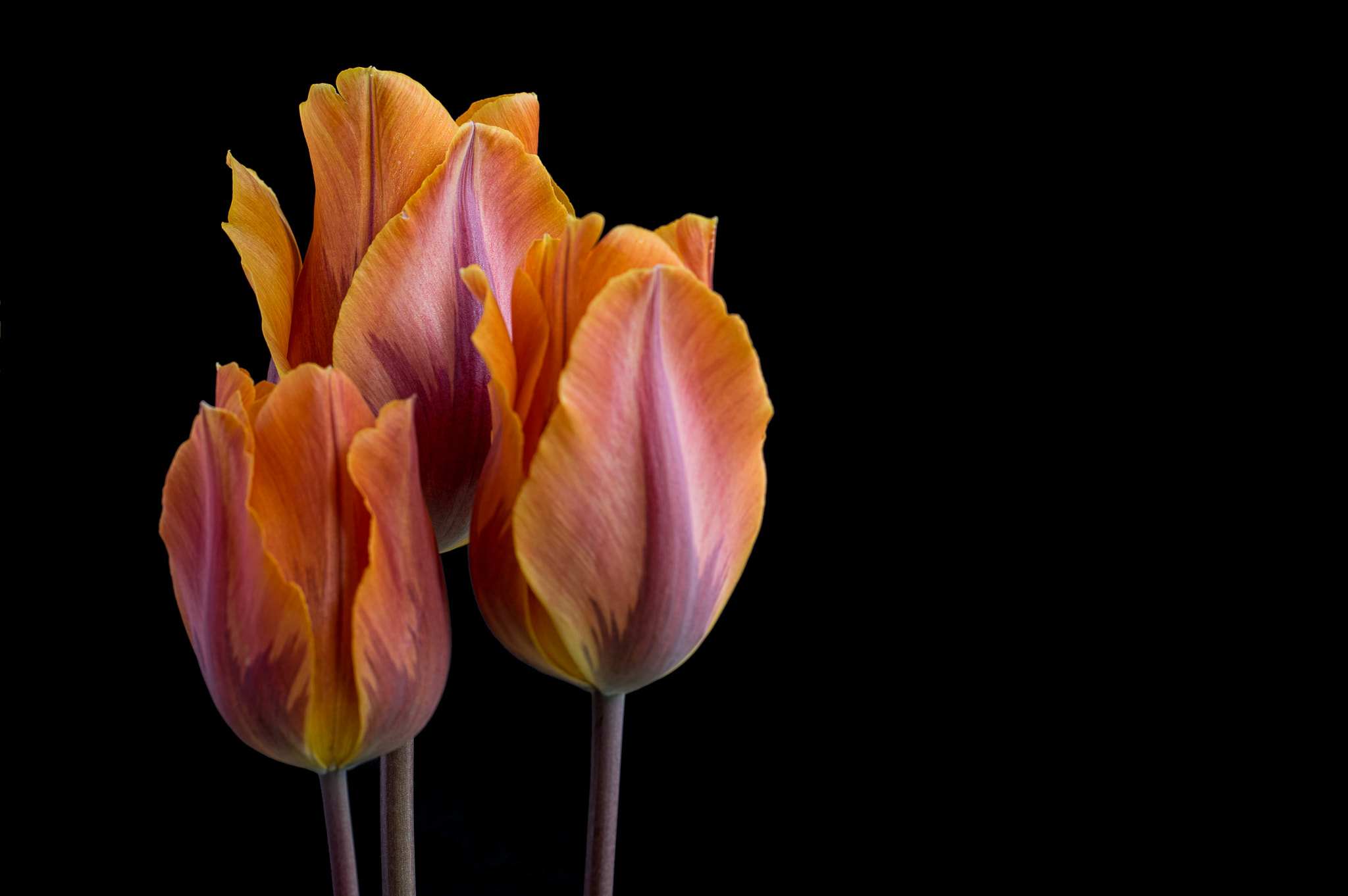 smc PENTAX-F MACRO 50mm F2.8 sample photo. Here tulips bloom as they are told photography