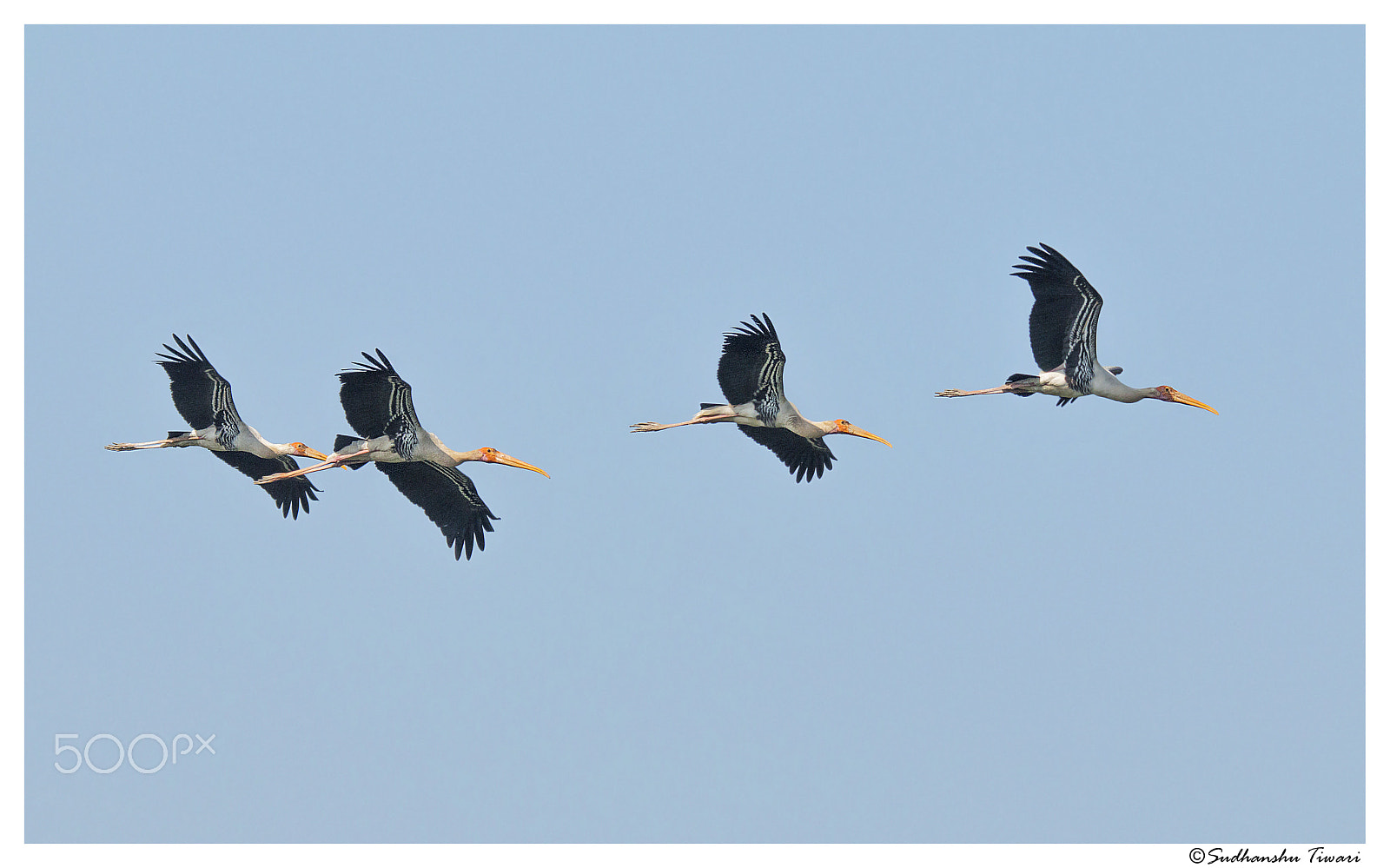 Canon EOS 70D sample photo. Painted storks flying photography