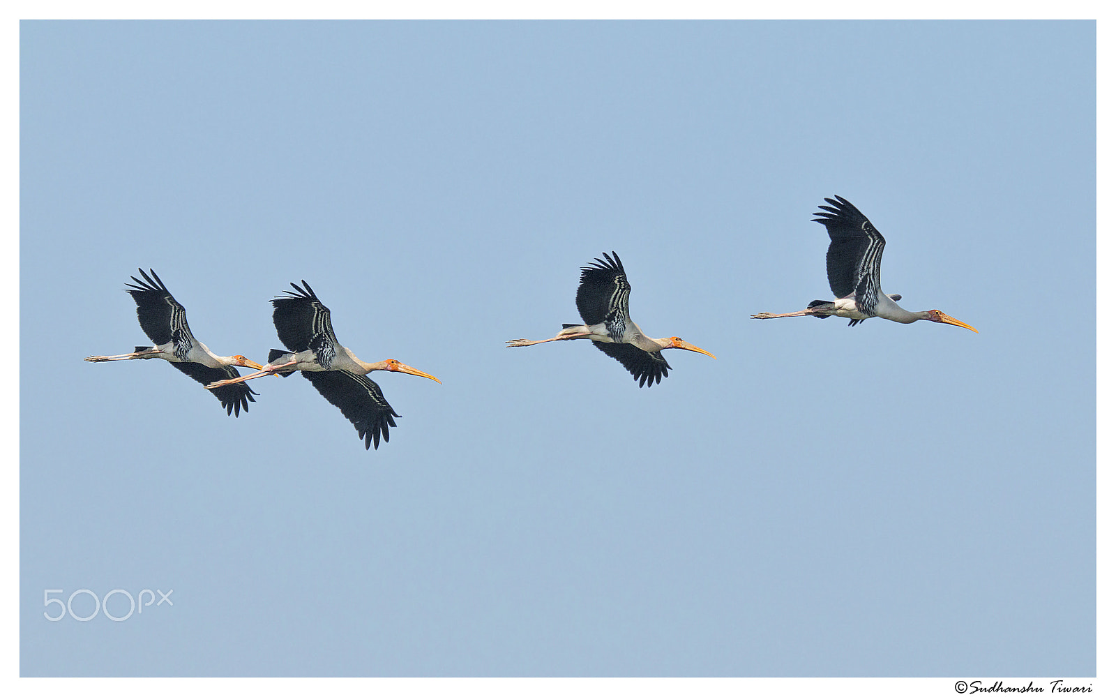 Tamron SP 150-600mm F5-6.3 Di VC USD sample photo. Painted storks flying photography