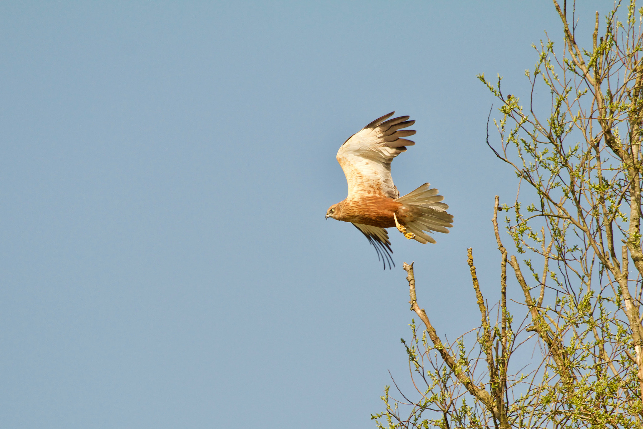 Canon EF 100-400mm F4.5-5.6L IS USM sample photo. Dutch np "de biesbosch"  photography