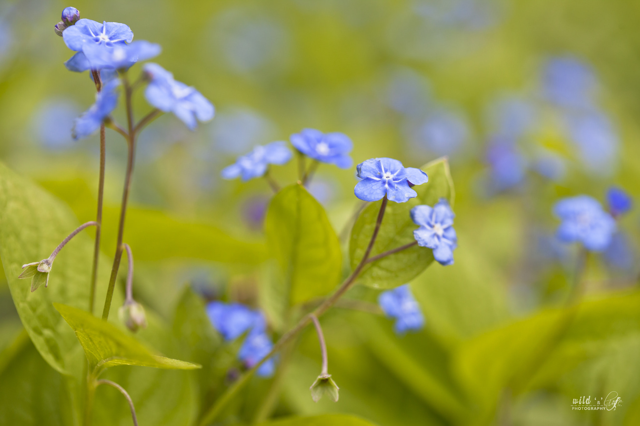 Canon EF 100mm F2.8 Macro USM sample photo. Blue field photography