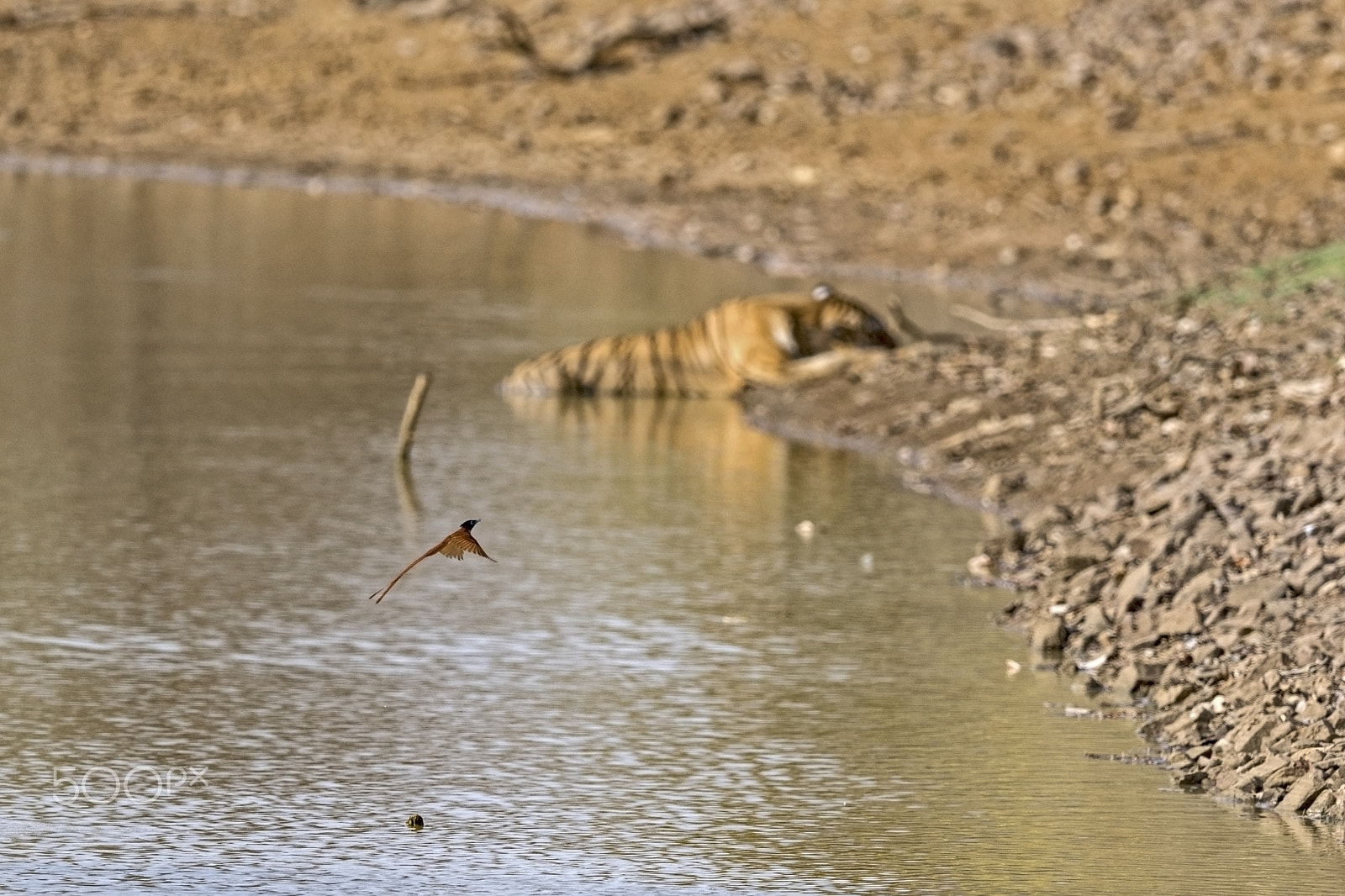 Nikon D500 + Nikon AF-S Nikkor 400mm F2.8E FL ED VR sample photo. A fly catcher in tiger's paradise photography