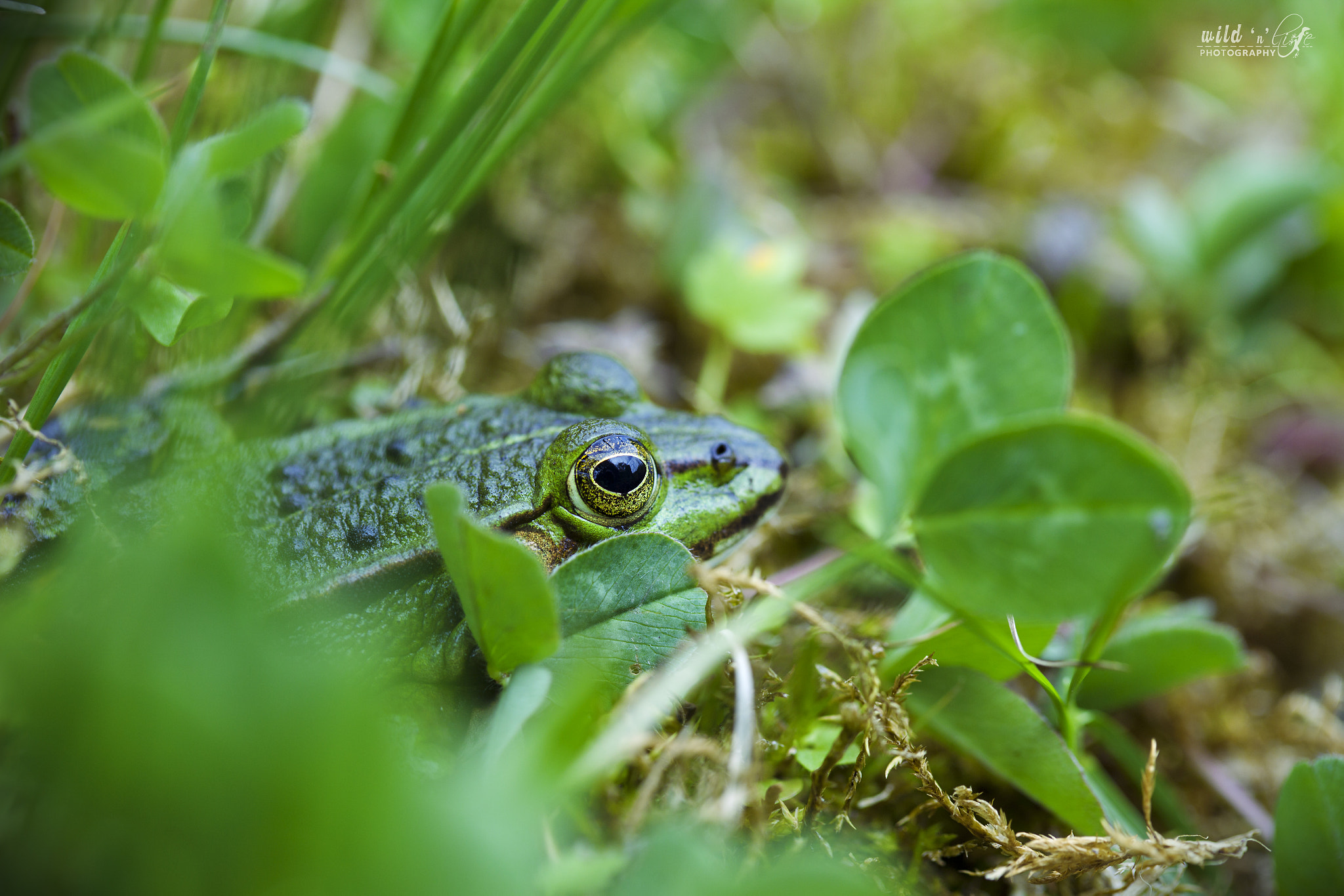 Canon EF 100mm F2.8 Macro USM sample photo. Frog in hiding photography