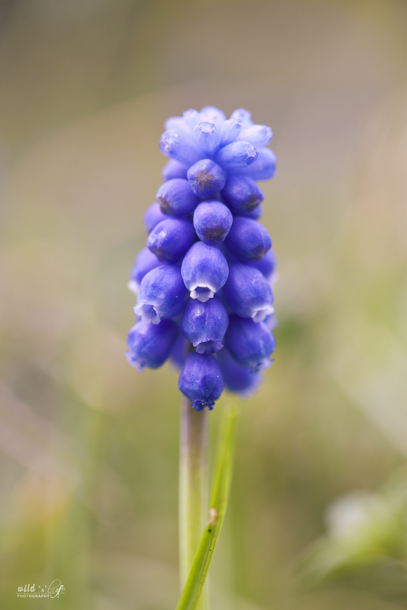 Canon EF 100mm F2.8 Macro USM sample photo. Hyazinthe photography