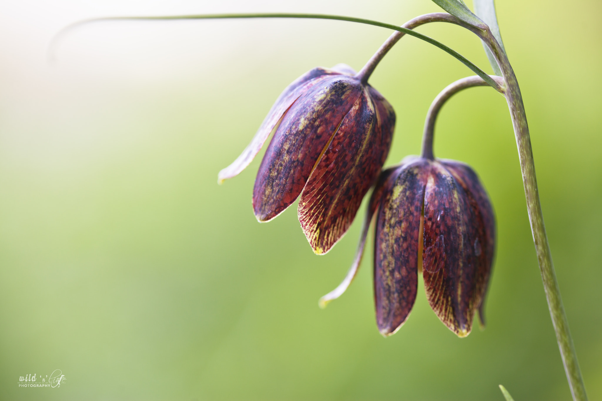 Canon EF 100mm F2.8 Macro USM sample photo. Glockenpflanze photography