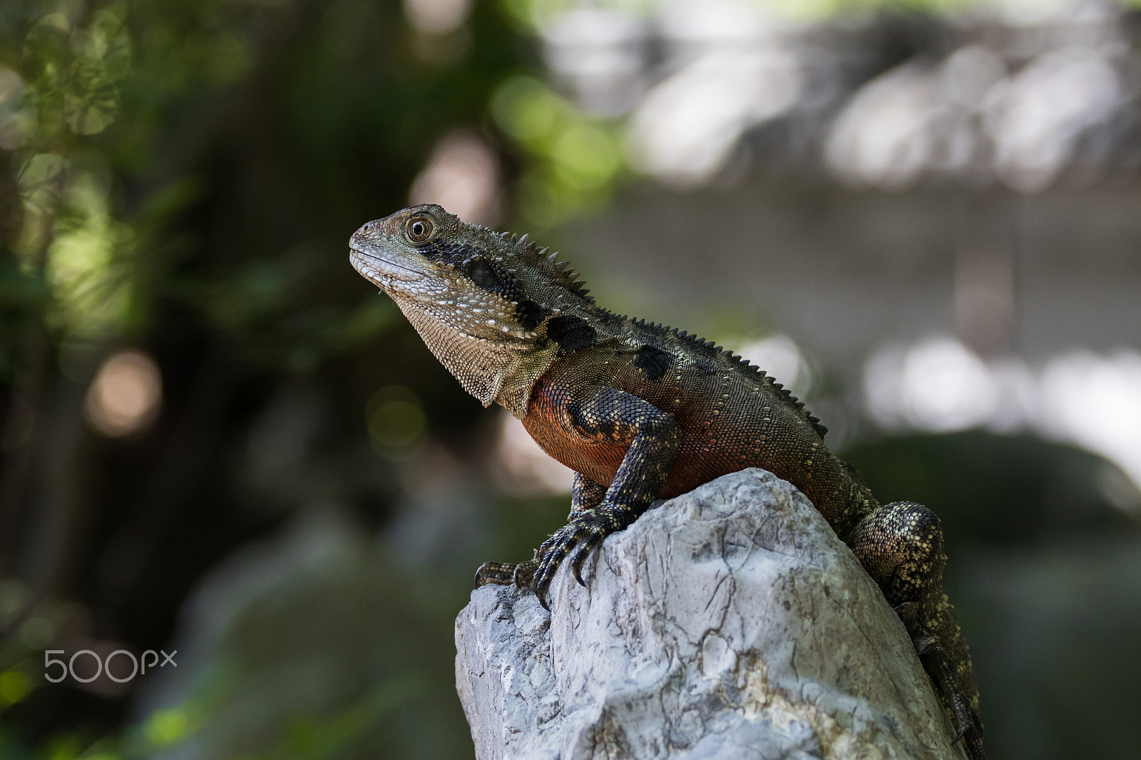 Canon EOS 80D sample photo. Proud water dragon photography