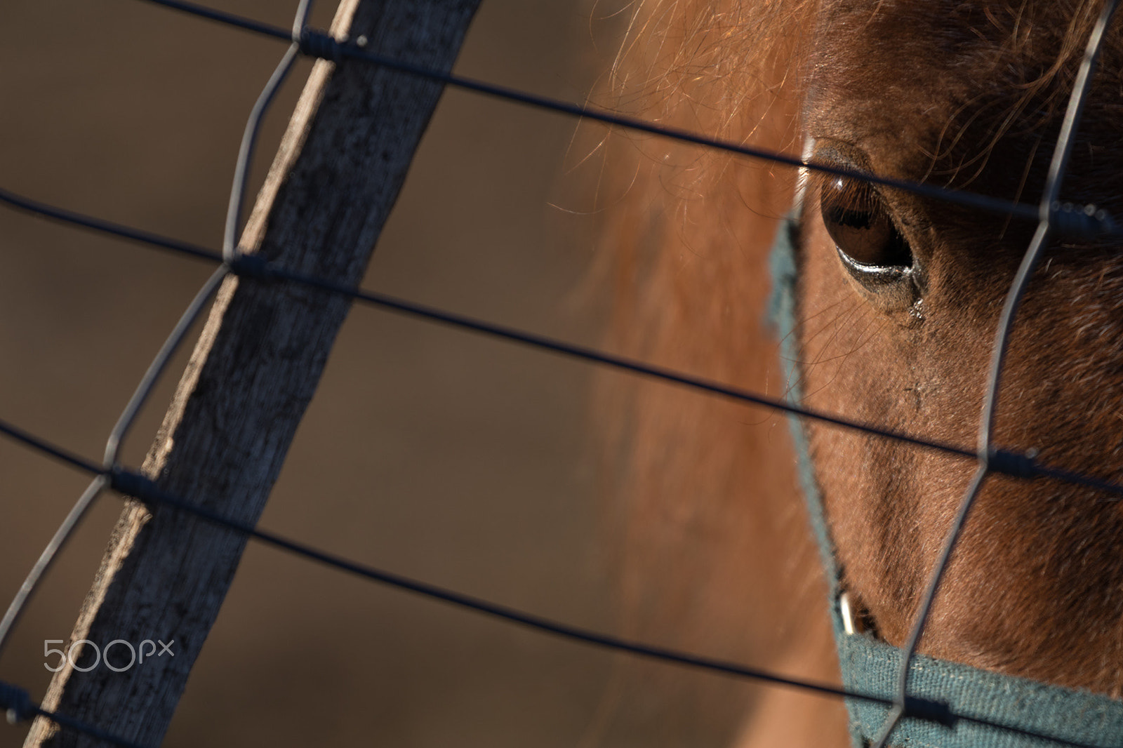 Canon EOS 80D + Canon EF 70-200mm F4L USM sample photo. Tasmanian horse photography