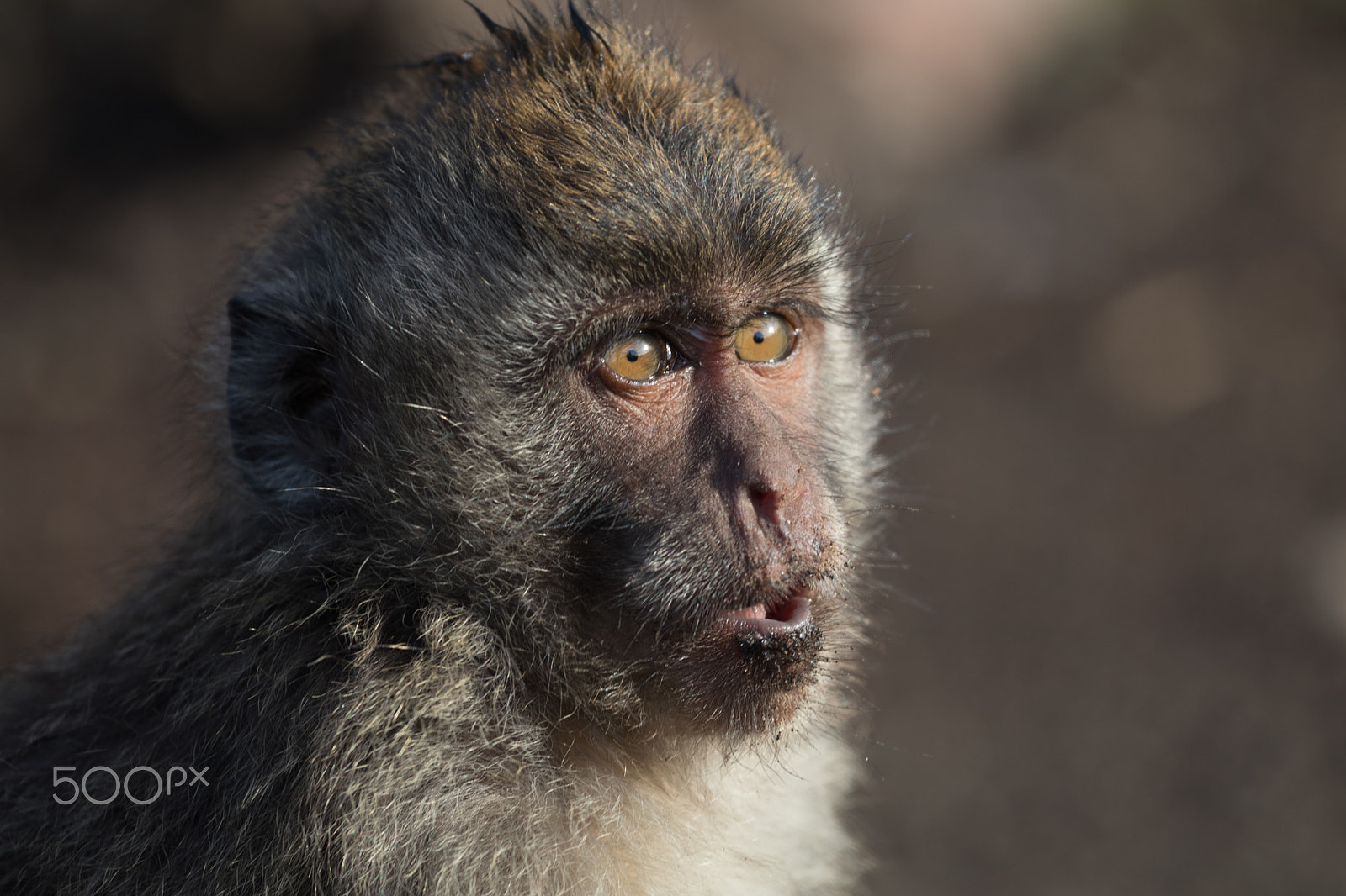 Canon EOS 80D sample photo. Muddy monkey photography