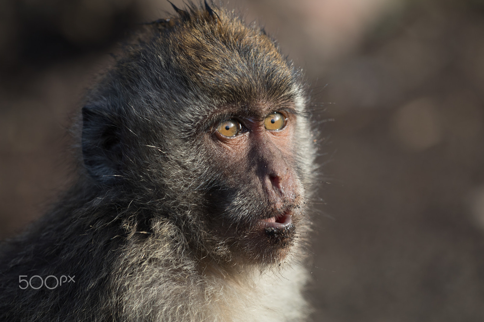 Canon EOS 80D + Canon EF 70-200mm F4L USM sample photo. Muddy monkey photography