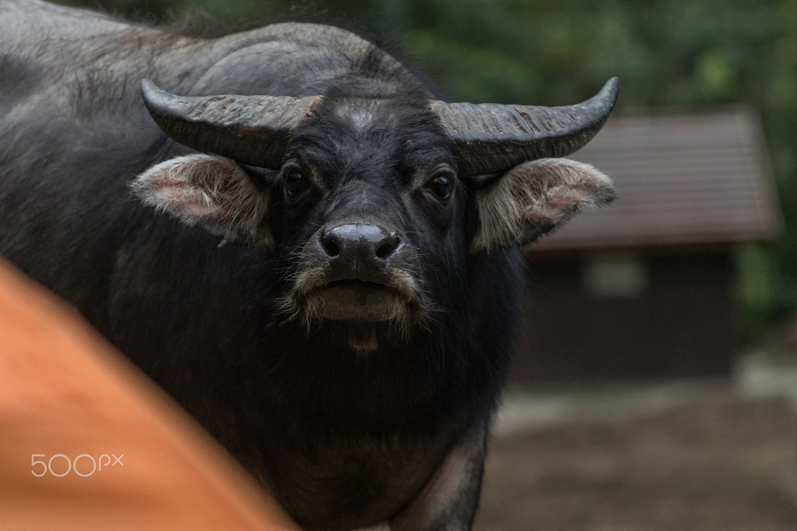 Canon EOS 80D + Canon EF 70-200mm F4L USM sample photo. Curious water buffalo photography