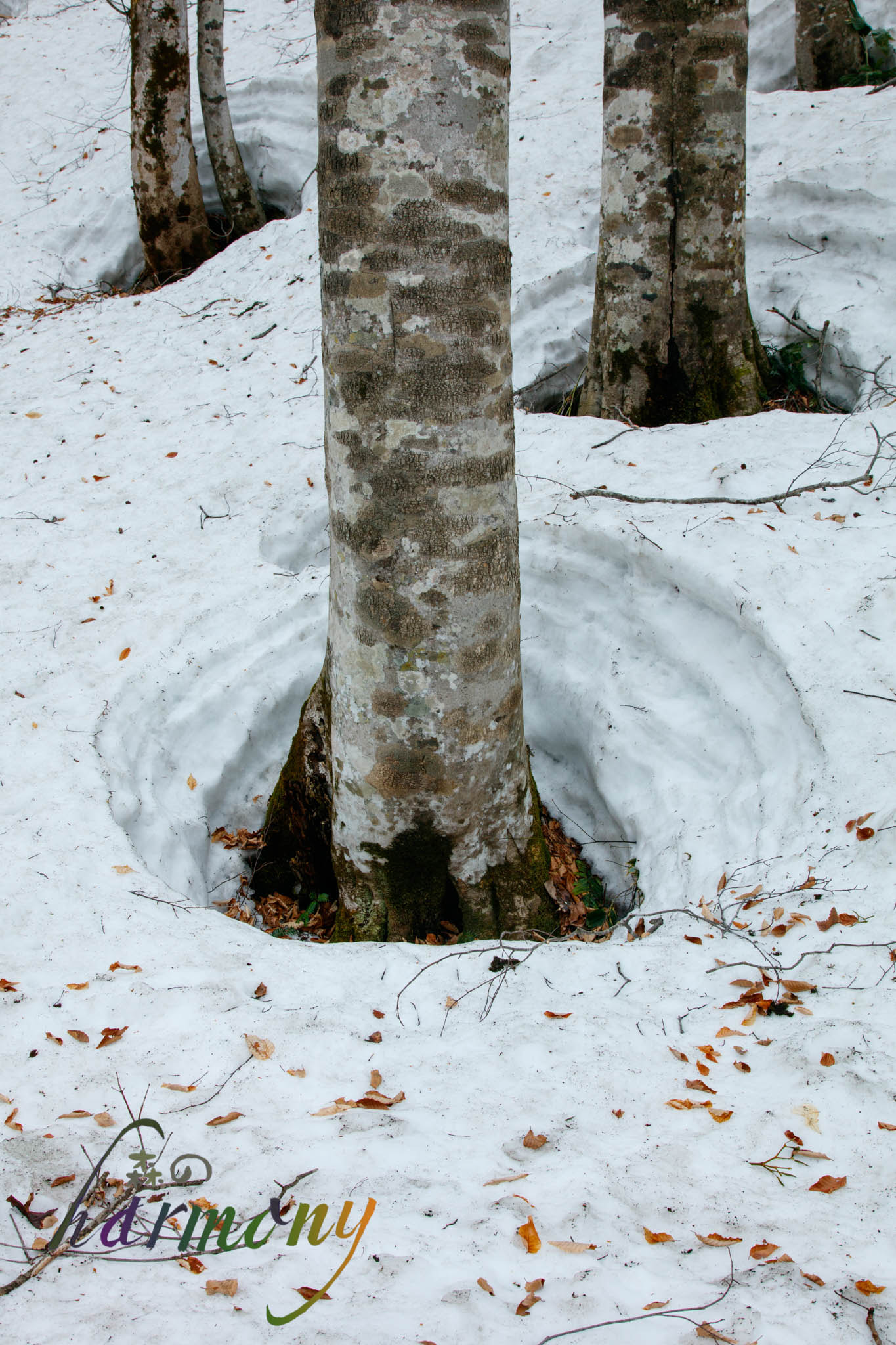 Canon EOS 5DS sample photo. Trees waiting for spring in snow photography