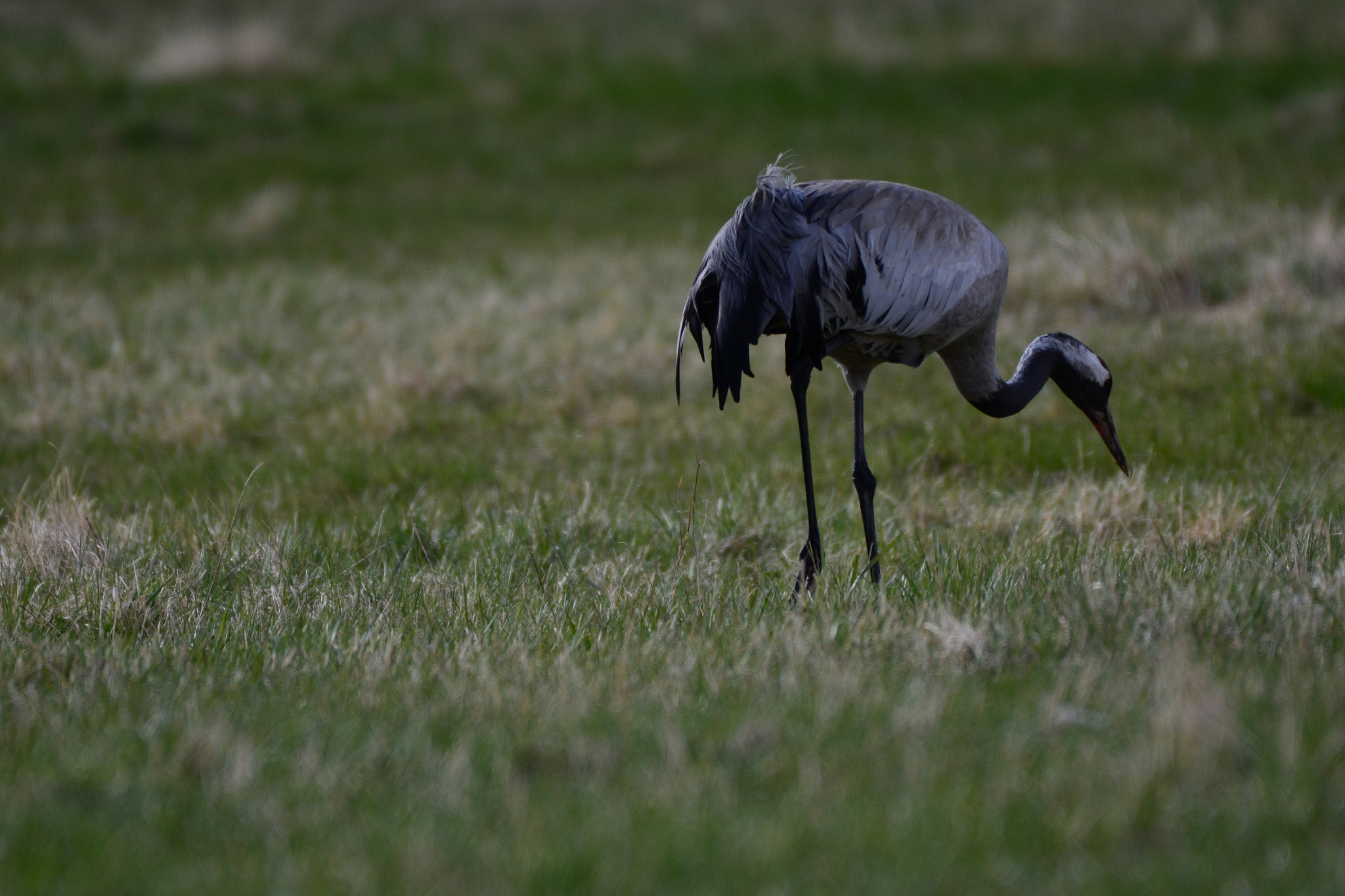 Nikon AF-S Nikkor 200-500mm F5.6E ED VR sample photo