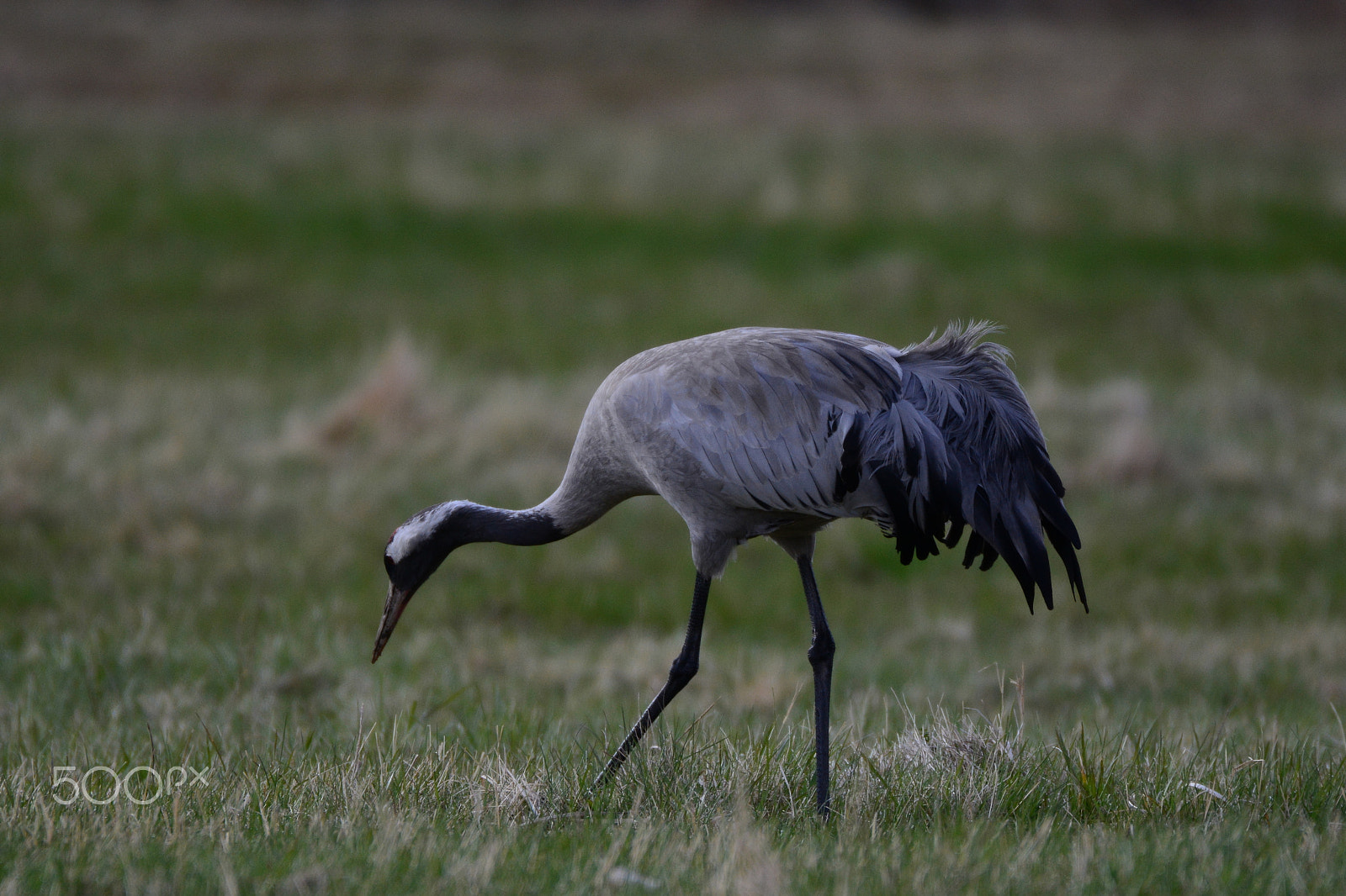 Nikon D7100 sample photo. Common crane searching for food in the evening. photography