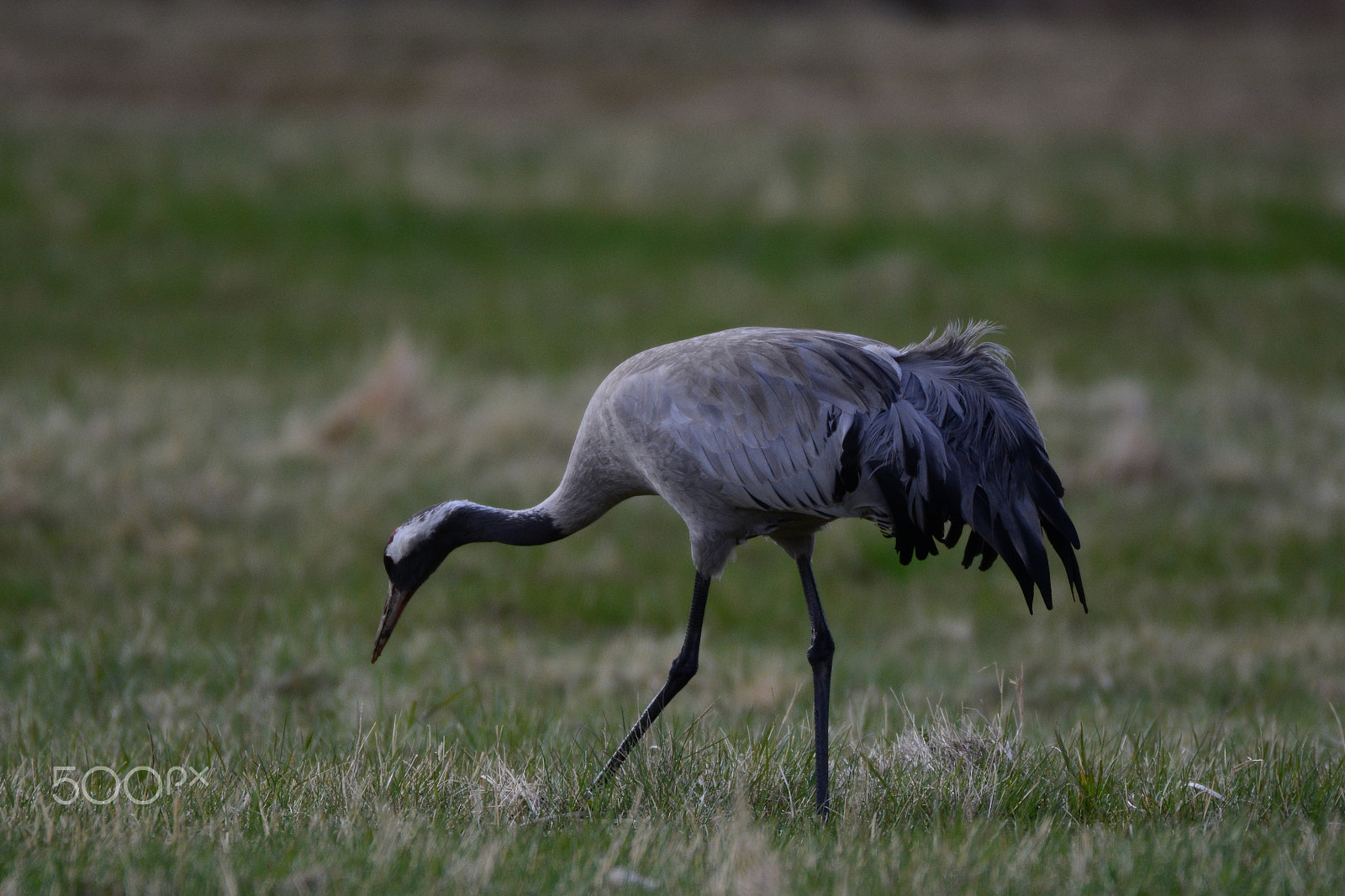 Nikon AF-S Nikkor 200-500mm F5.6E ED VR sample photo. Common crane searching for food in the evening. photography