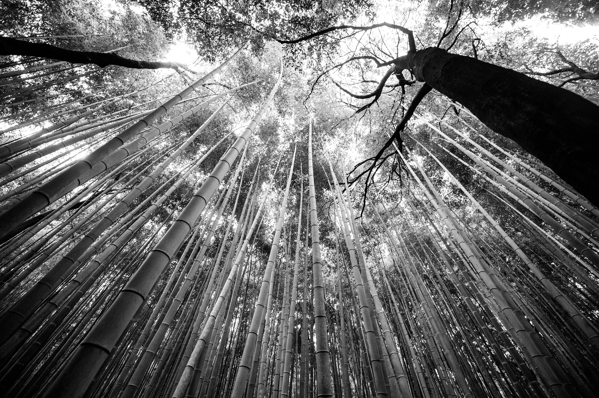 Nikon Df + Nikon AF-S Nikkor 14-24mm F2.8G ED sample photo. Arashiyama bamboo forest photography