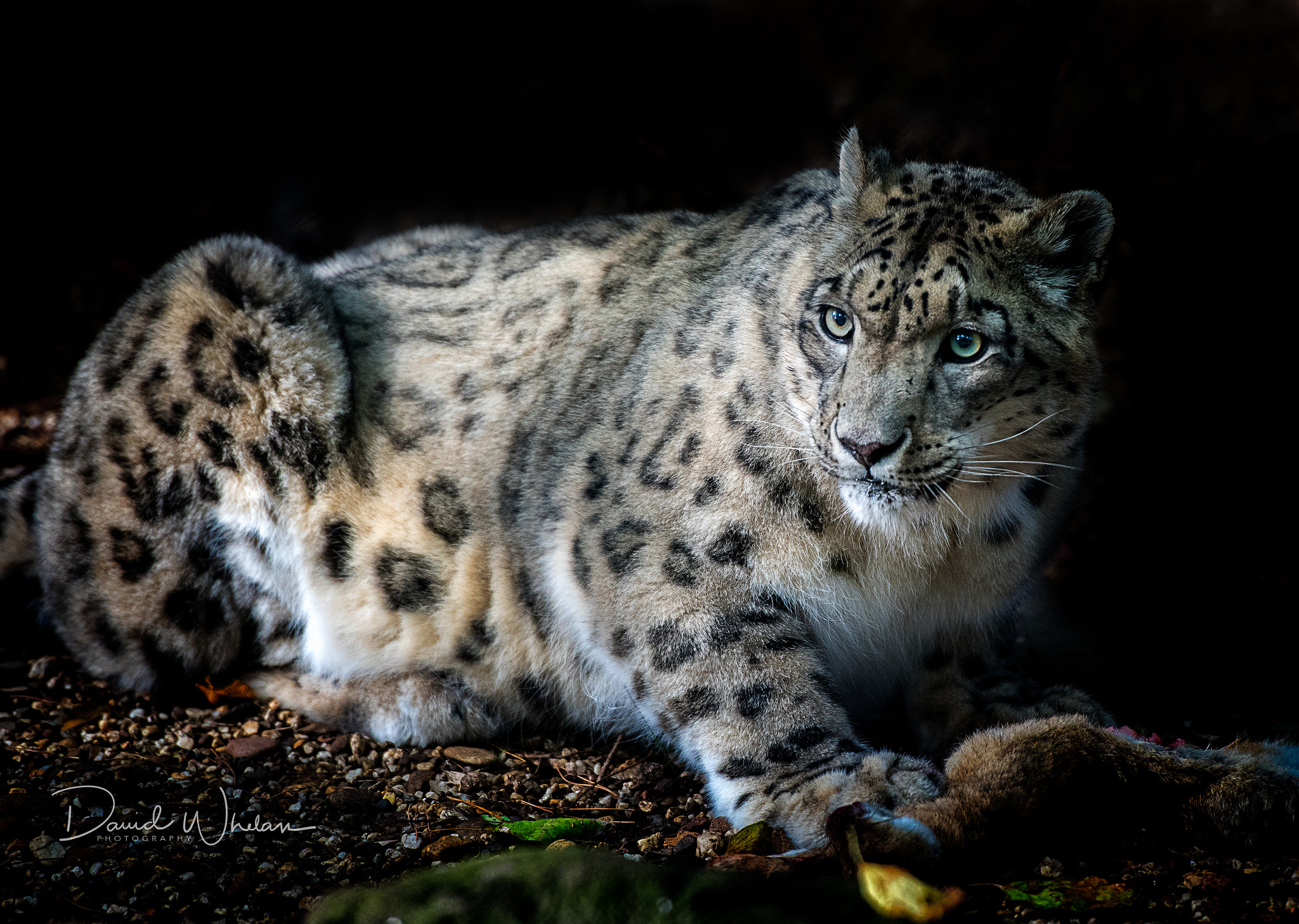 Nikon AF-S Nikkor 70-200mm F2.8G ED VR II sample photo. Leon photography