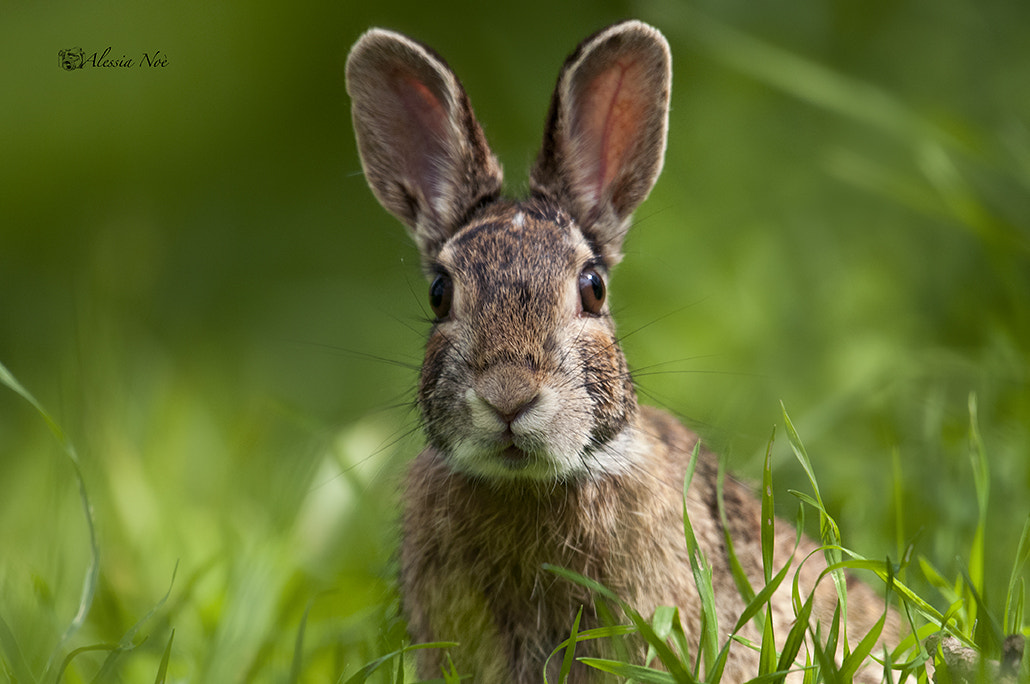 Nikon AF-S Nikkor 200-500mm F5.6E ED VR sample photo. Rabbit photography