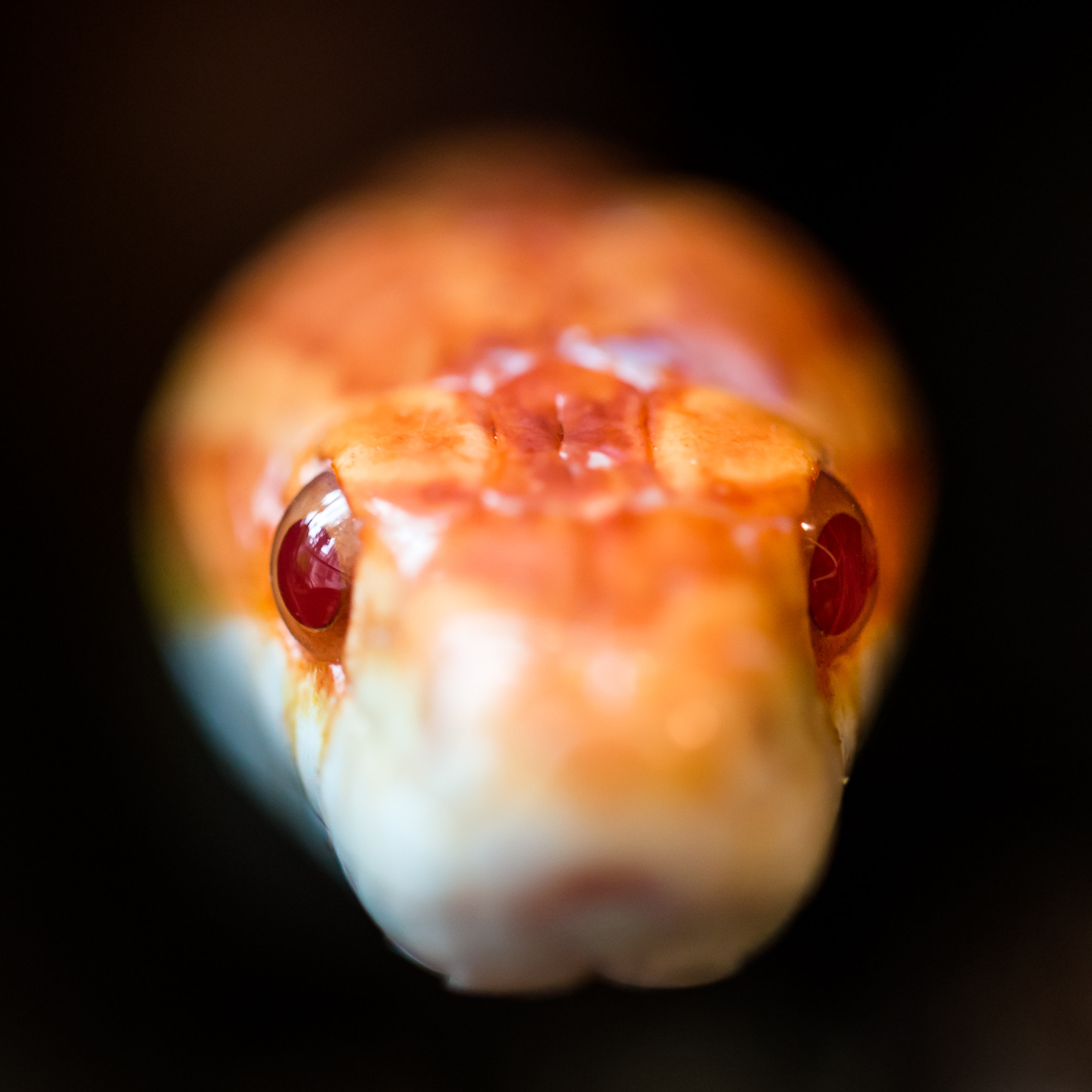 Canon EF 100mm F2.8L Macro IS USM sample photo. I want to know photography